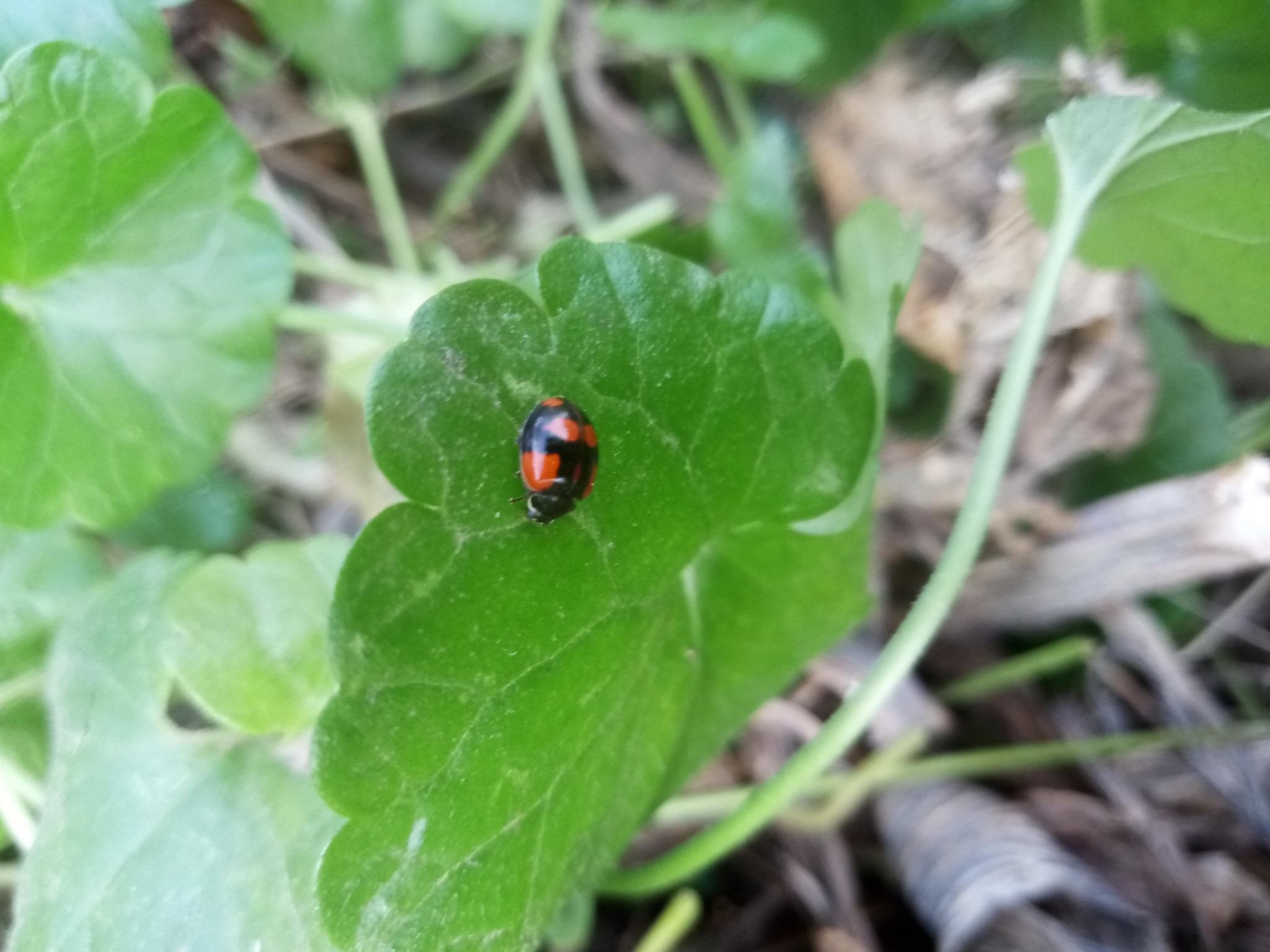 Ladybug on green grass photo 