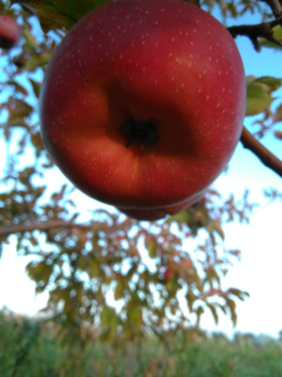 Apples photo 