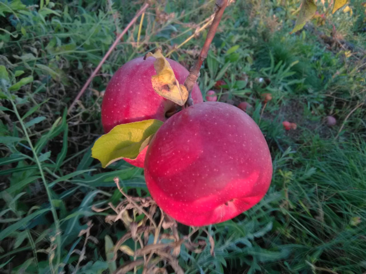  Apples photo
