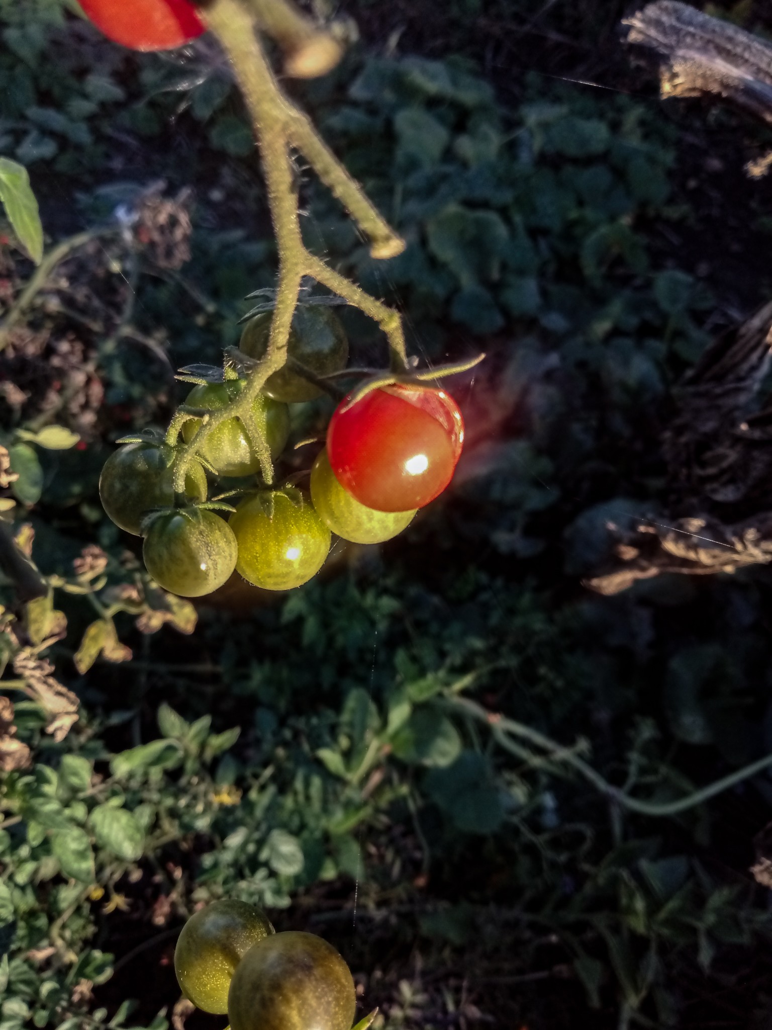 Cherry tomatoes photos 8