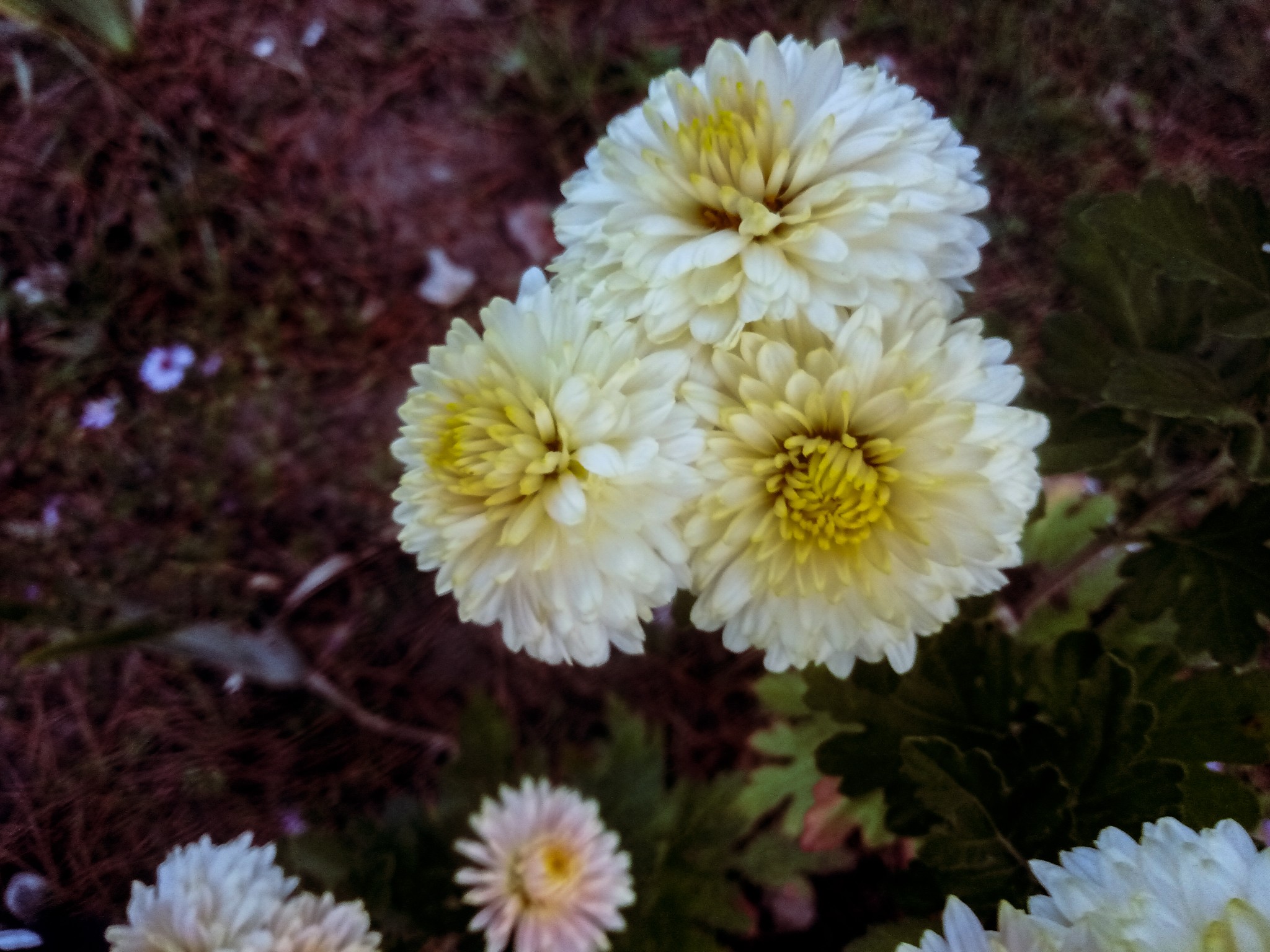 Chrysanthemums photo 10