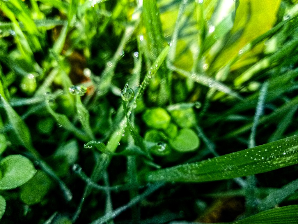 Dew drops photo 2