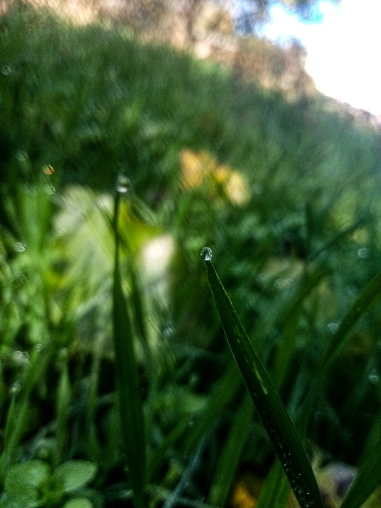 Dew drops photo 3