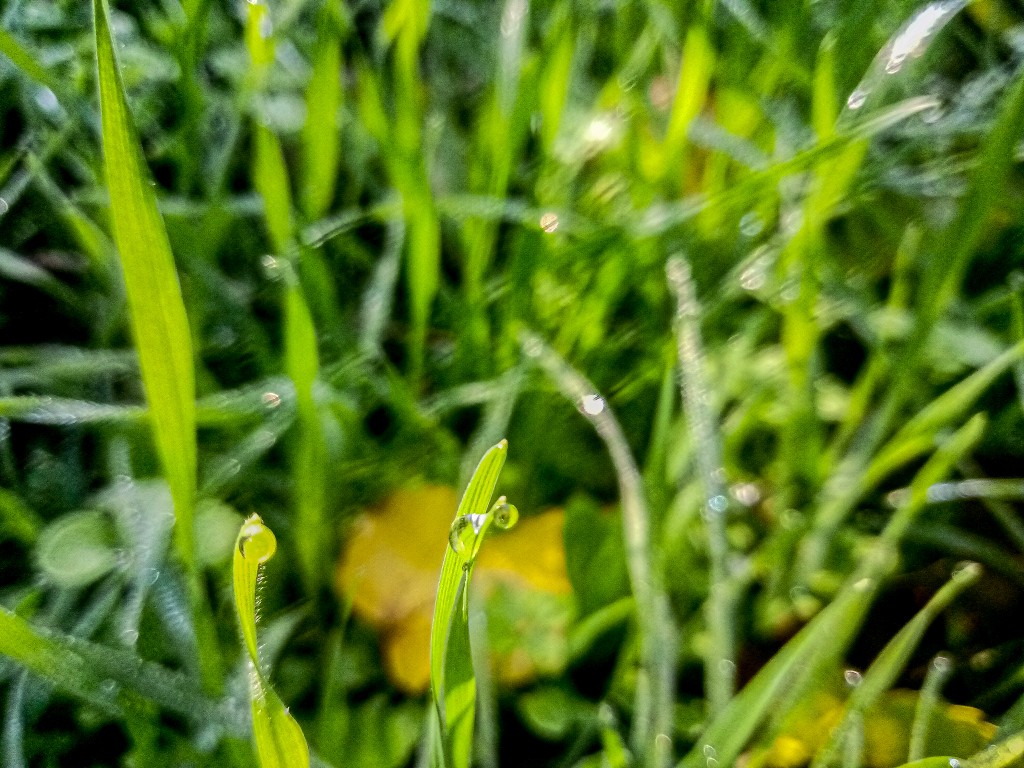 Dew drops photo 5