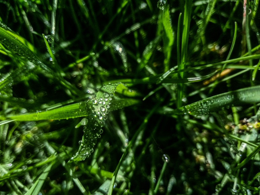 Dew drops photo 10