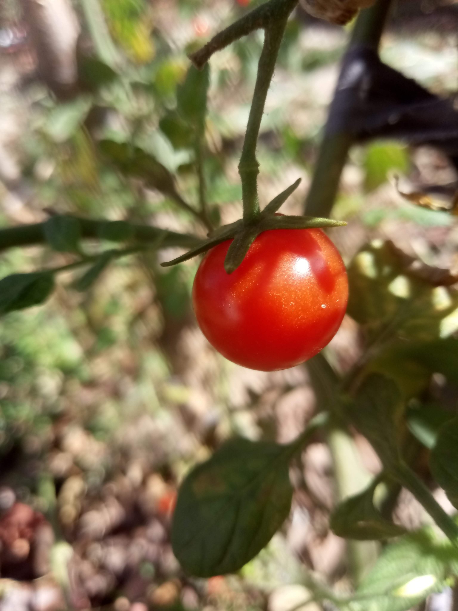 Red cherry tomato photos 