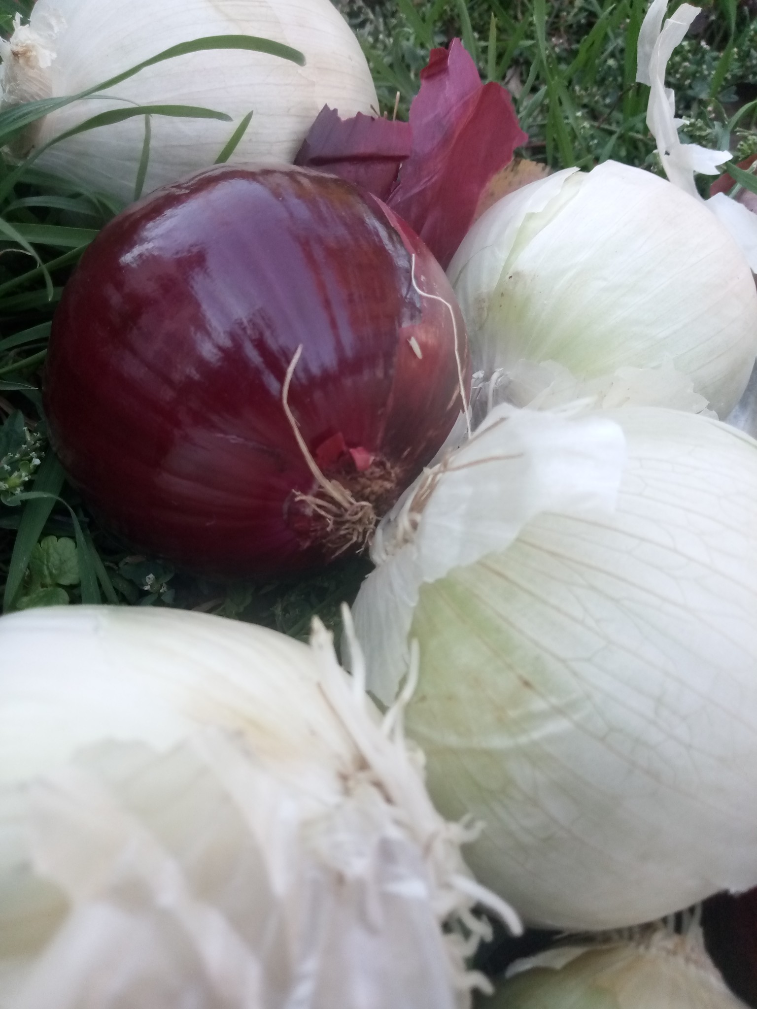 Red and white onion photo