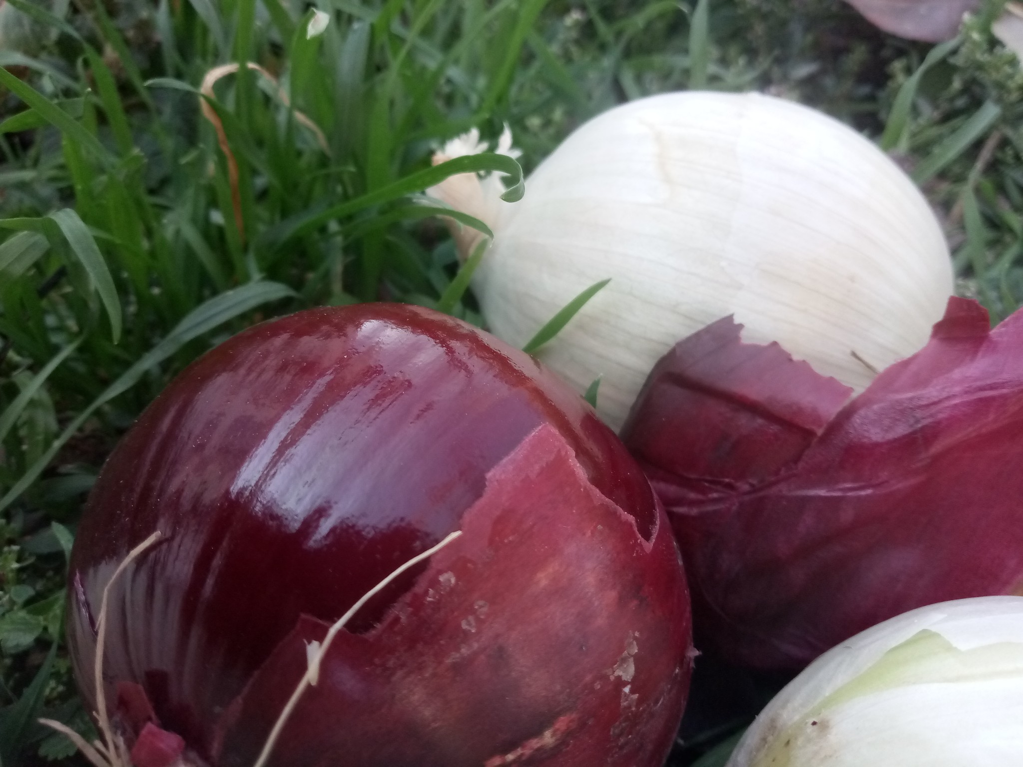 Red and white onion photo