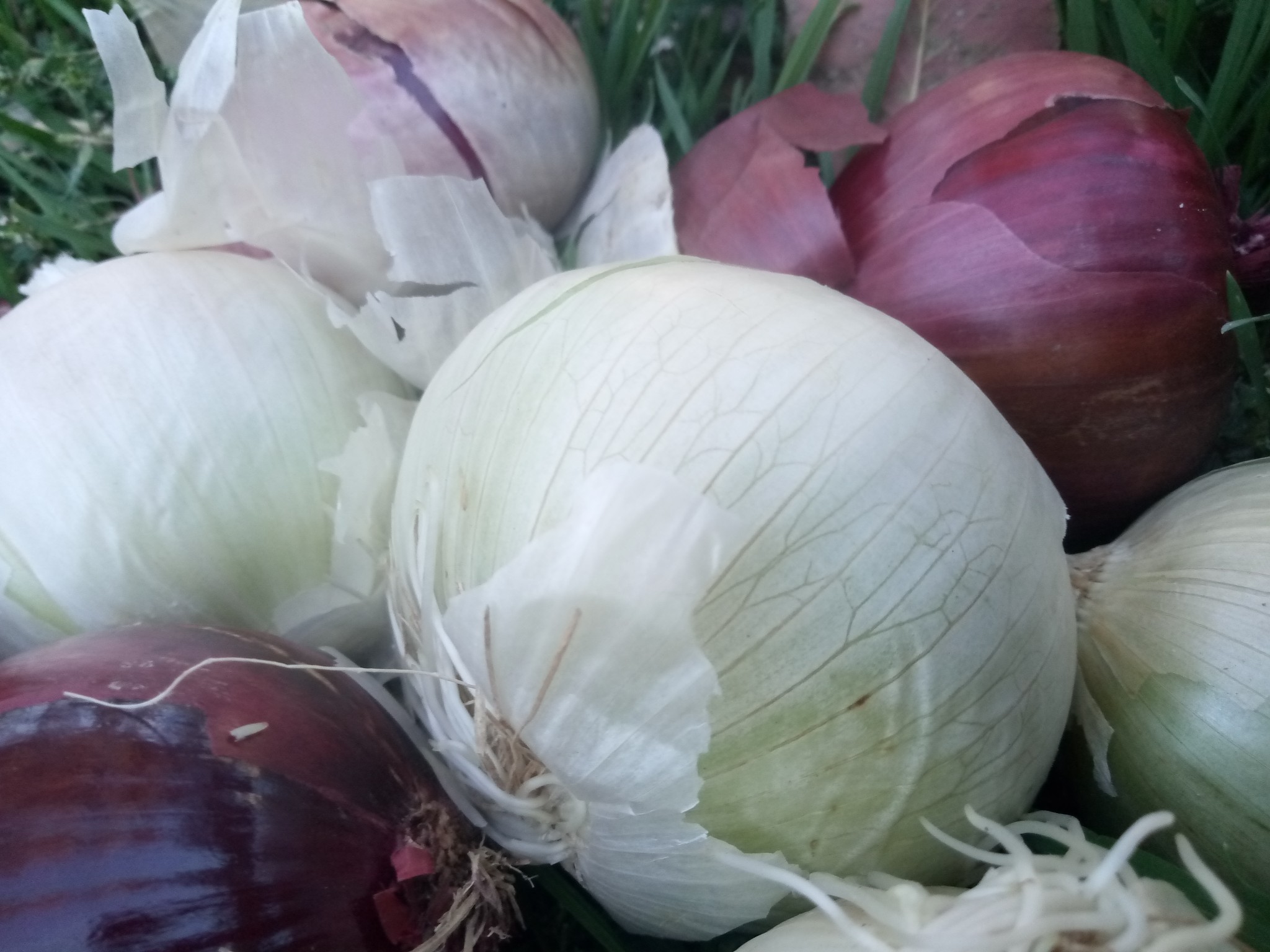 Red and white onion photo 