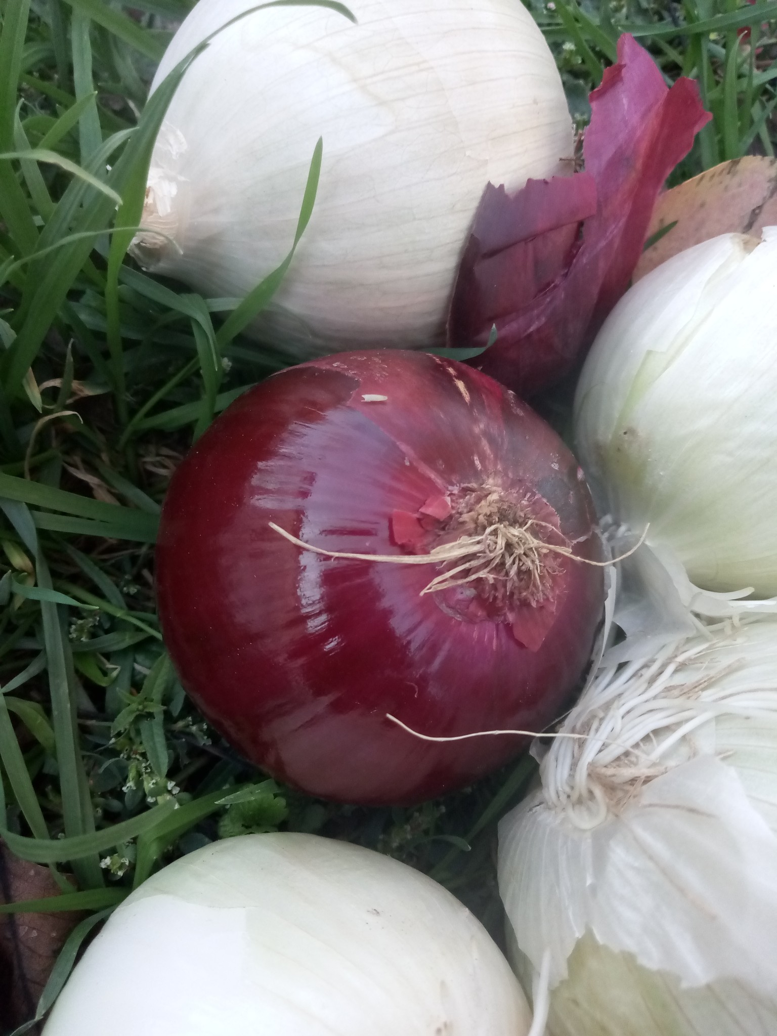 Red and white onion photo 