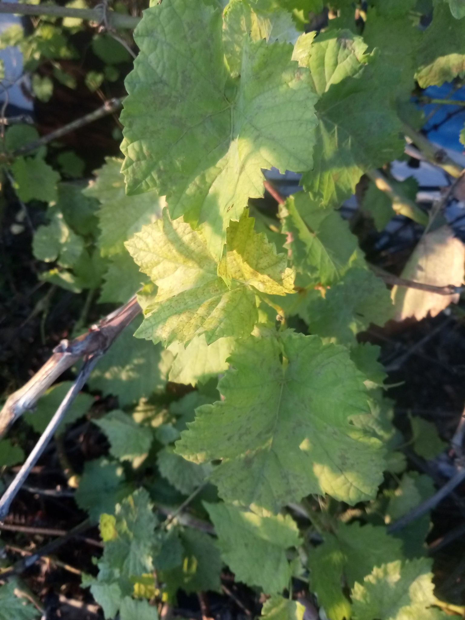 Green leaves of grapes