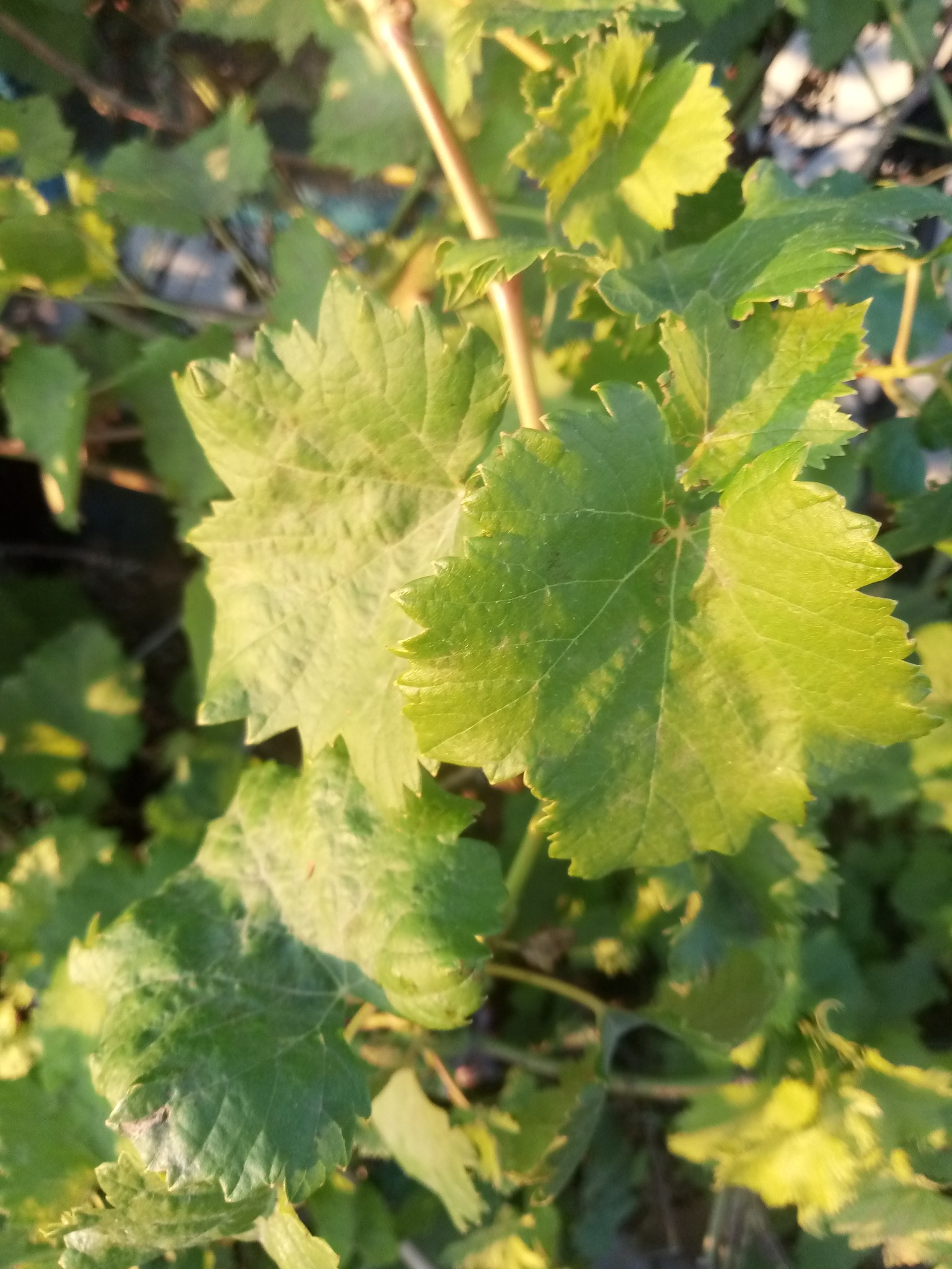 Green leaves of grapes