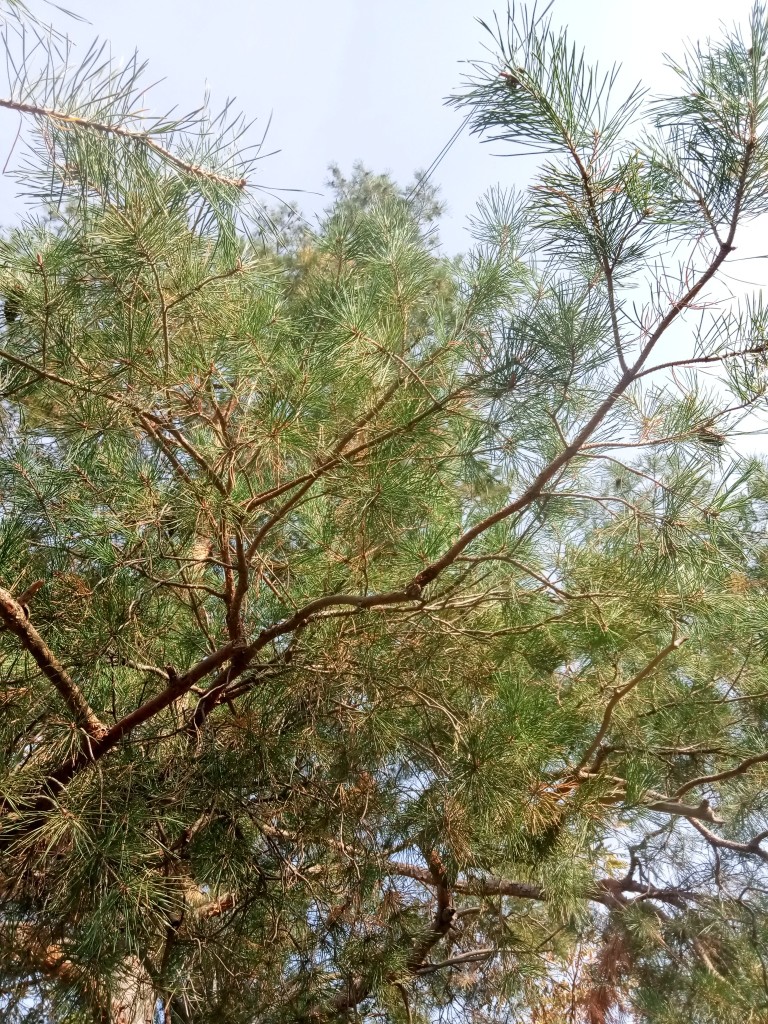 Pine tree photos