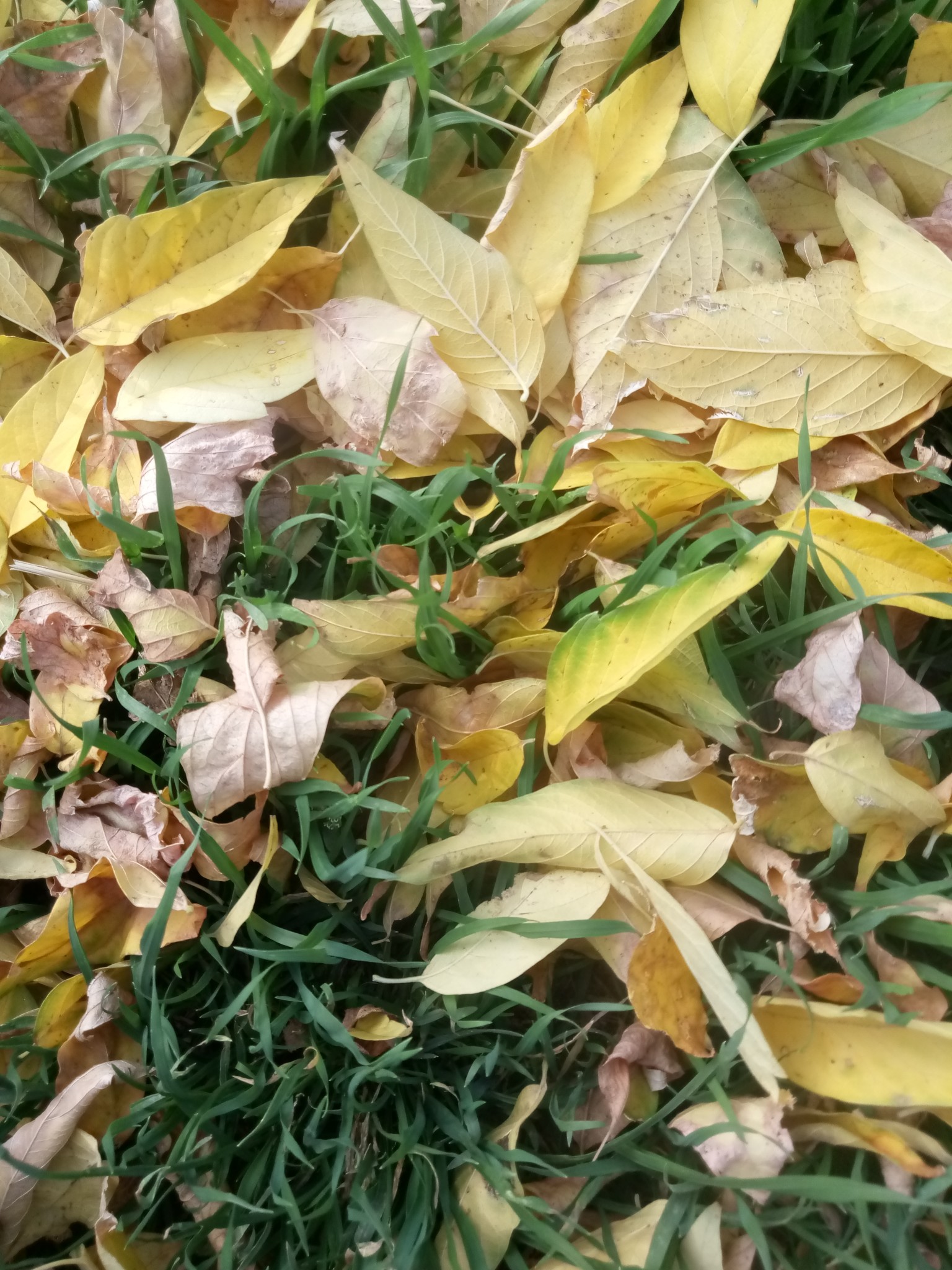 Yellow autumn leaves 