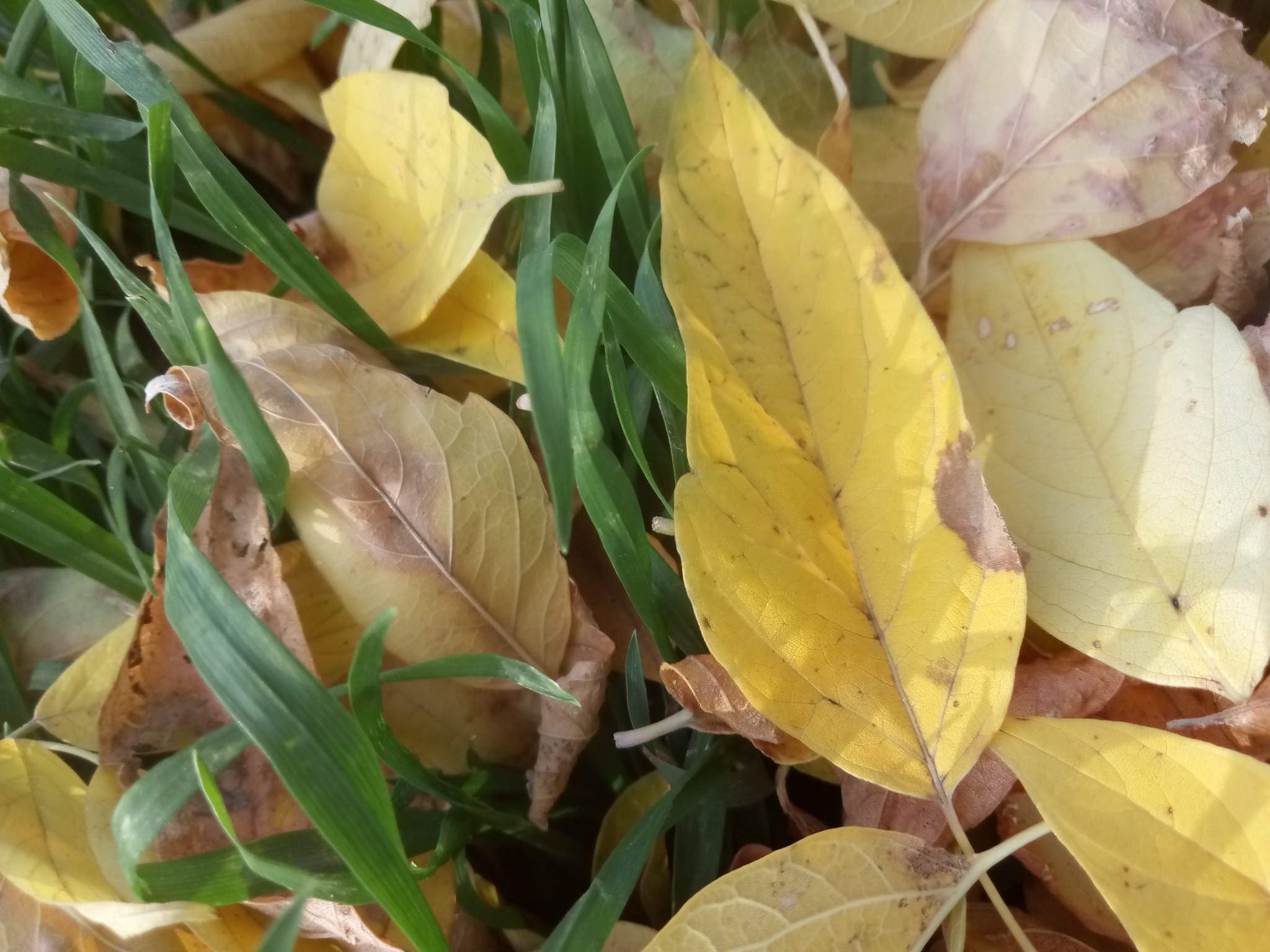 Yellow autumn leaves 