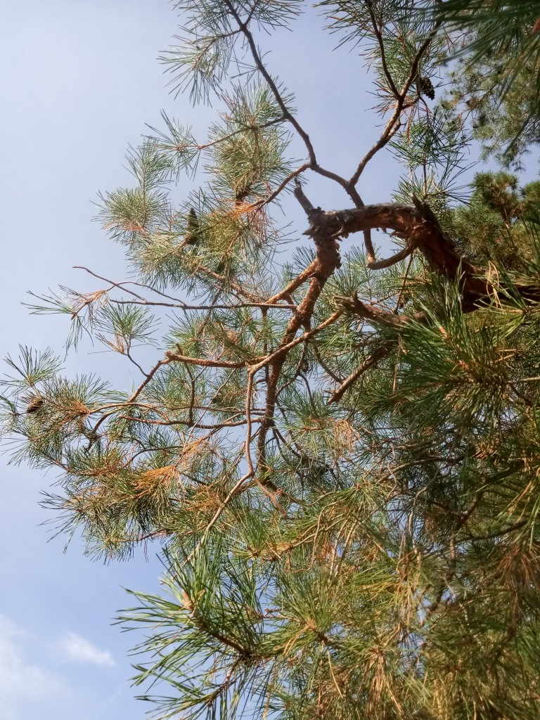 Pine tree photos