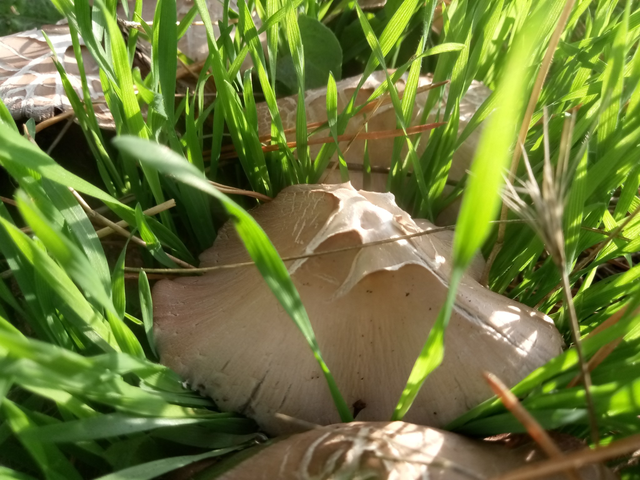 Autumn mushrooms photo