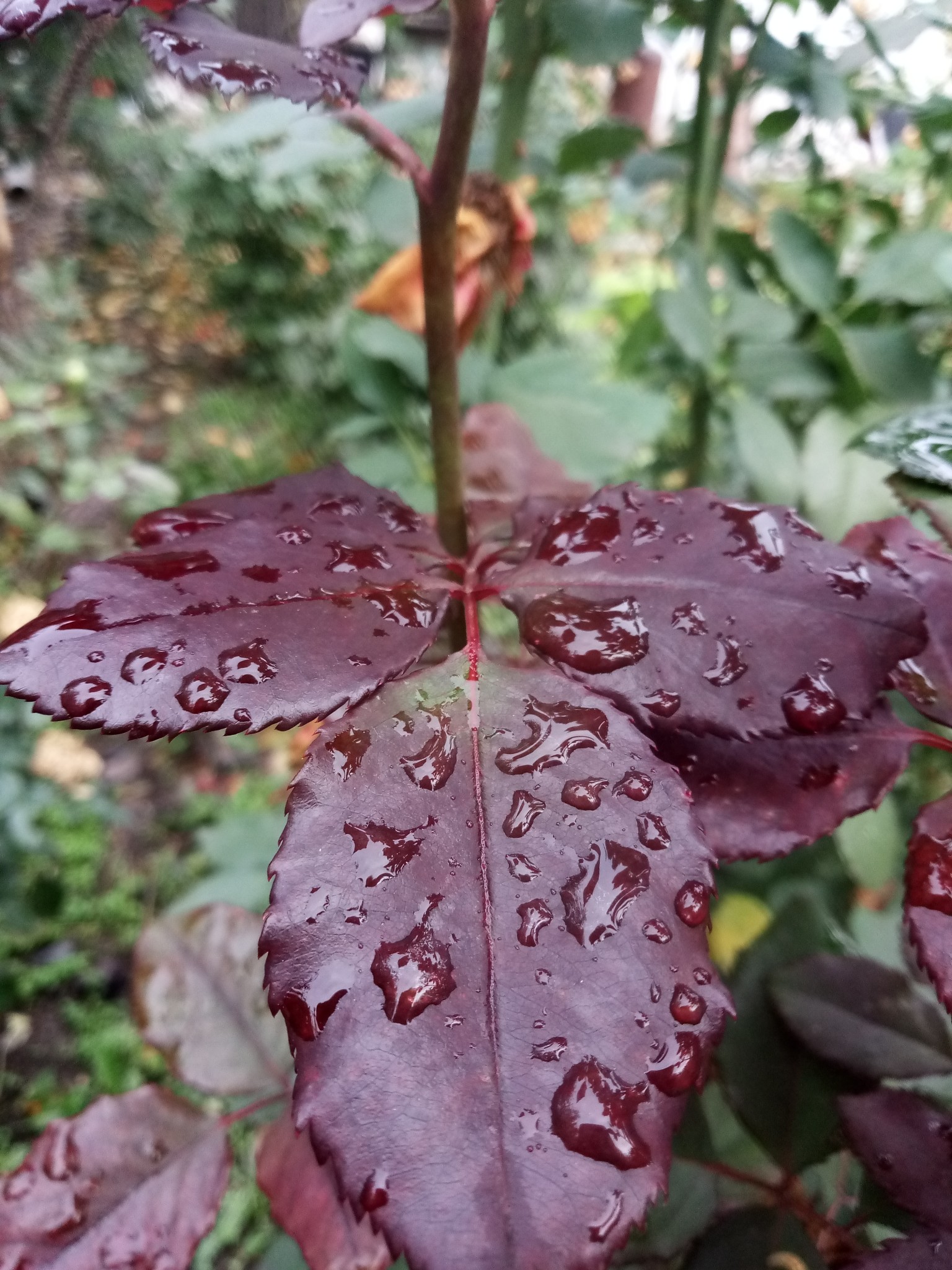After the rain photo 