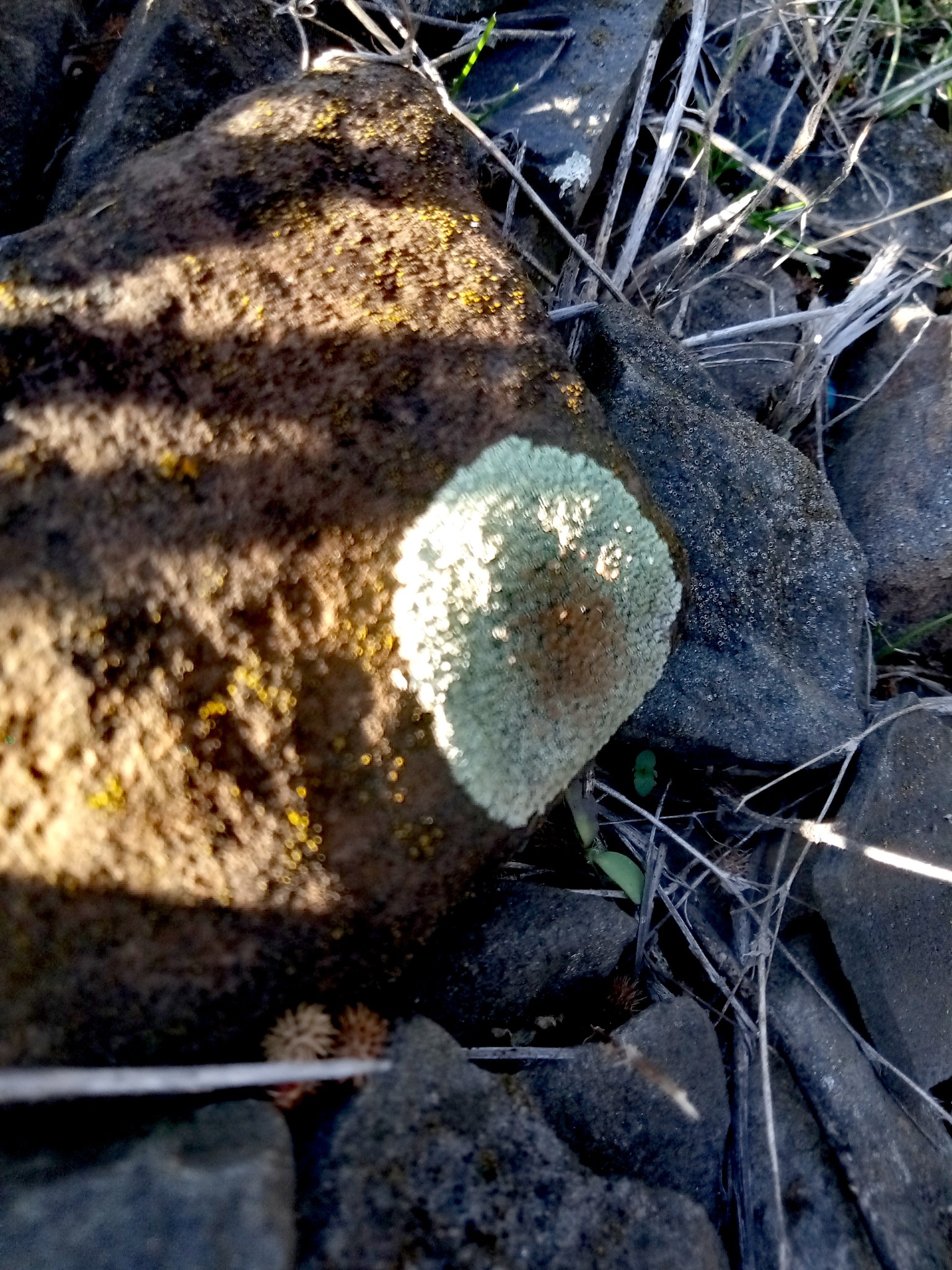 lichens on stones photo 1