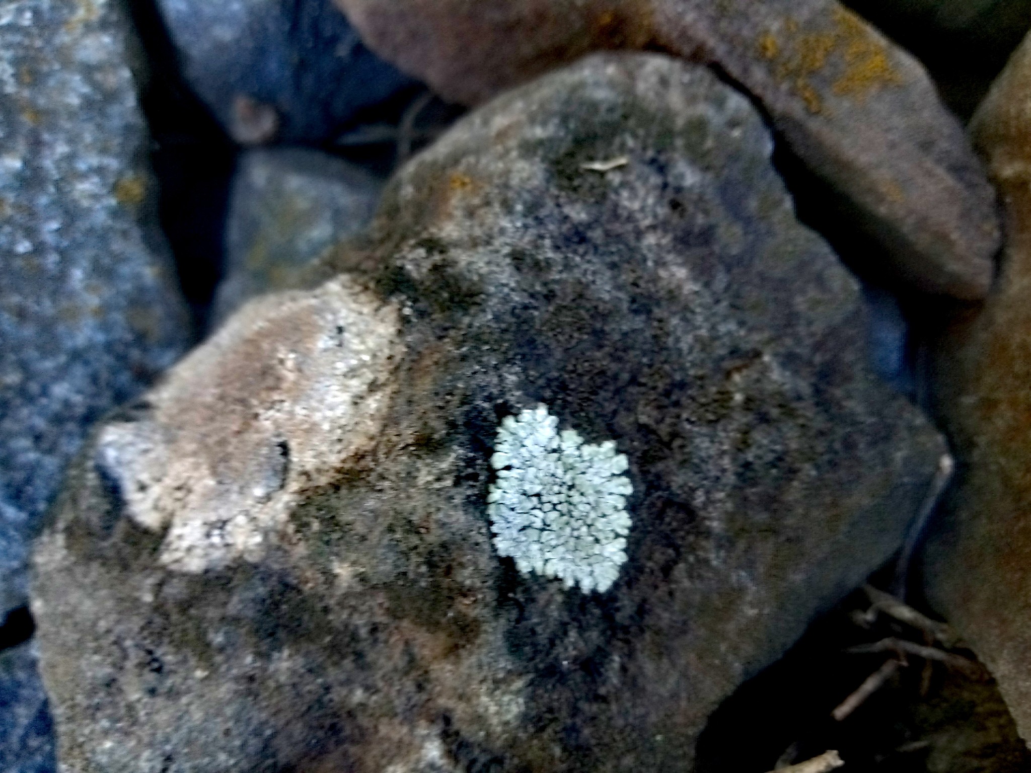 lichens on stones photo 2