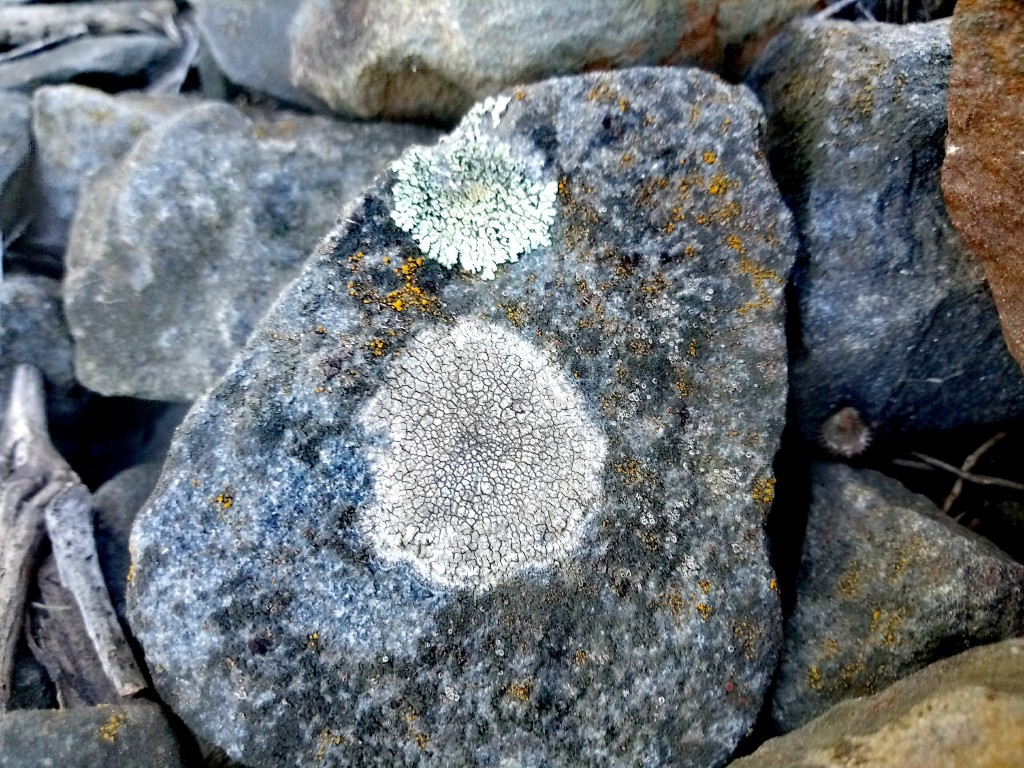 lichens on stones photo 4