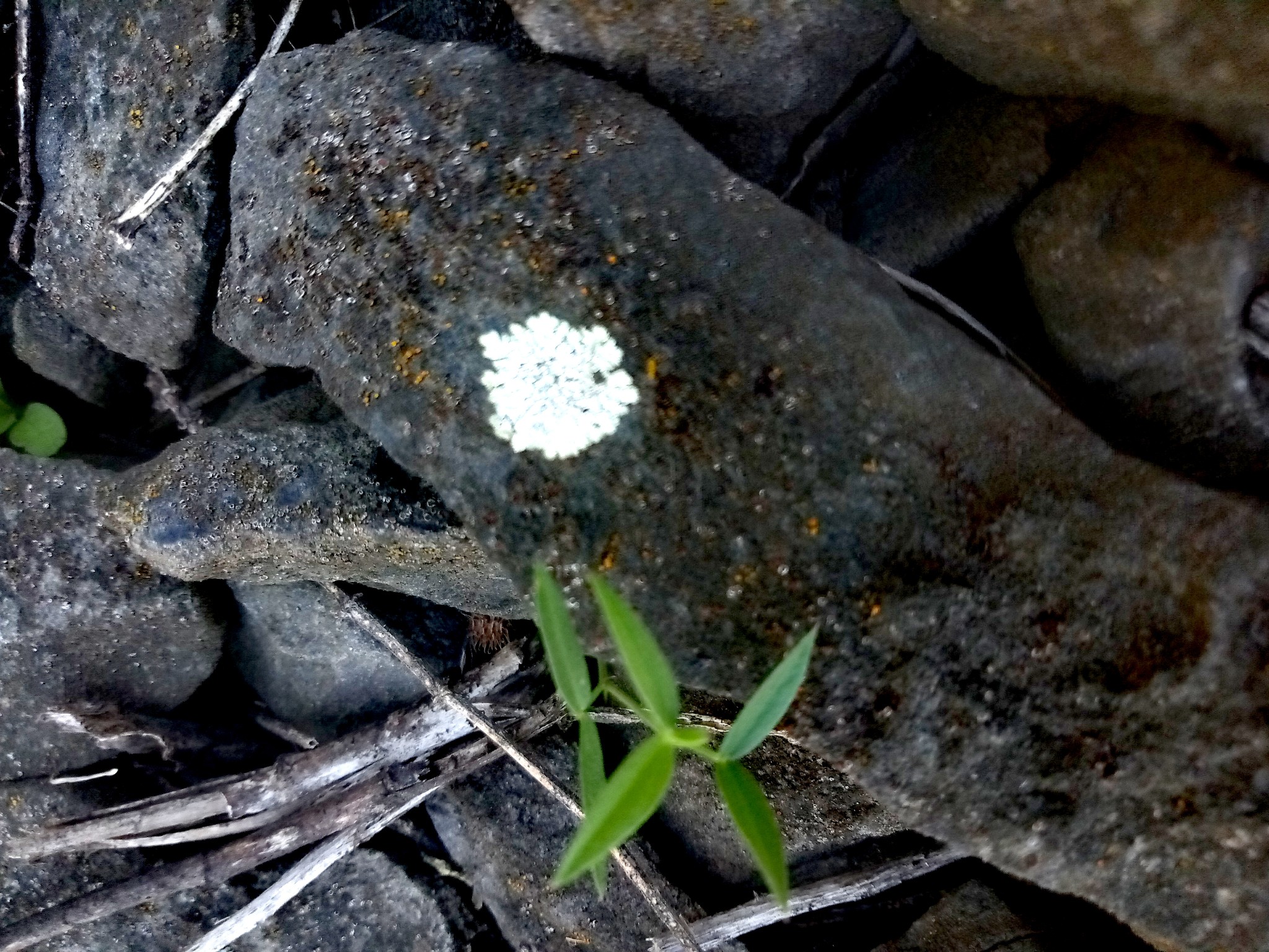 lichens on stones photo 3