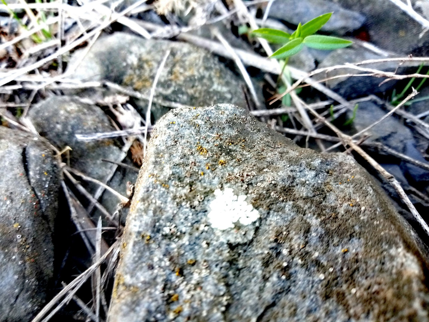 lichens on stones photo 5