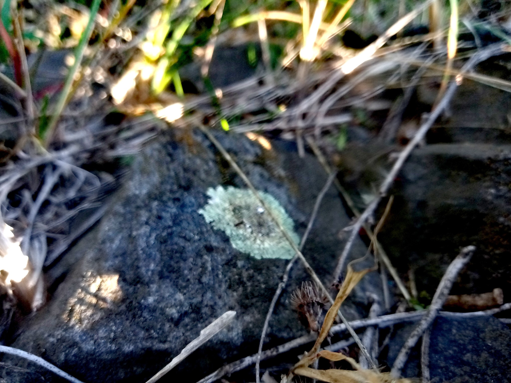 lichens on stones photo 7