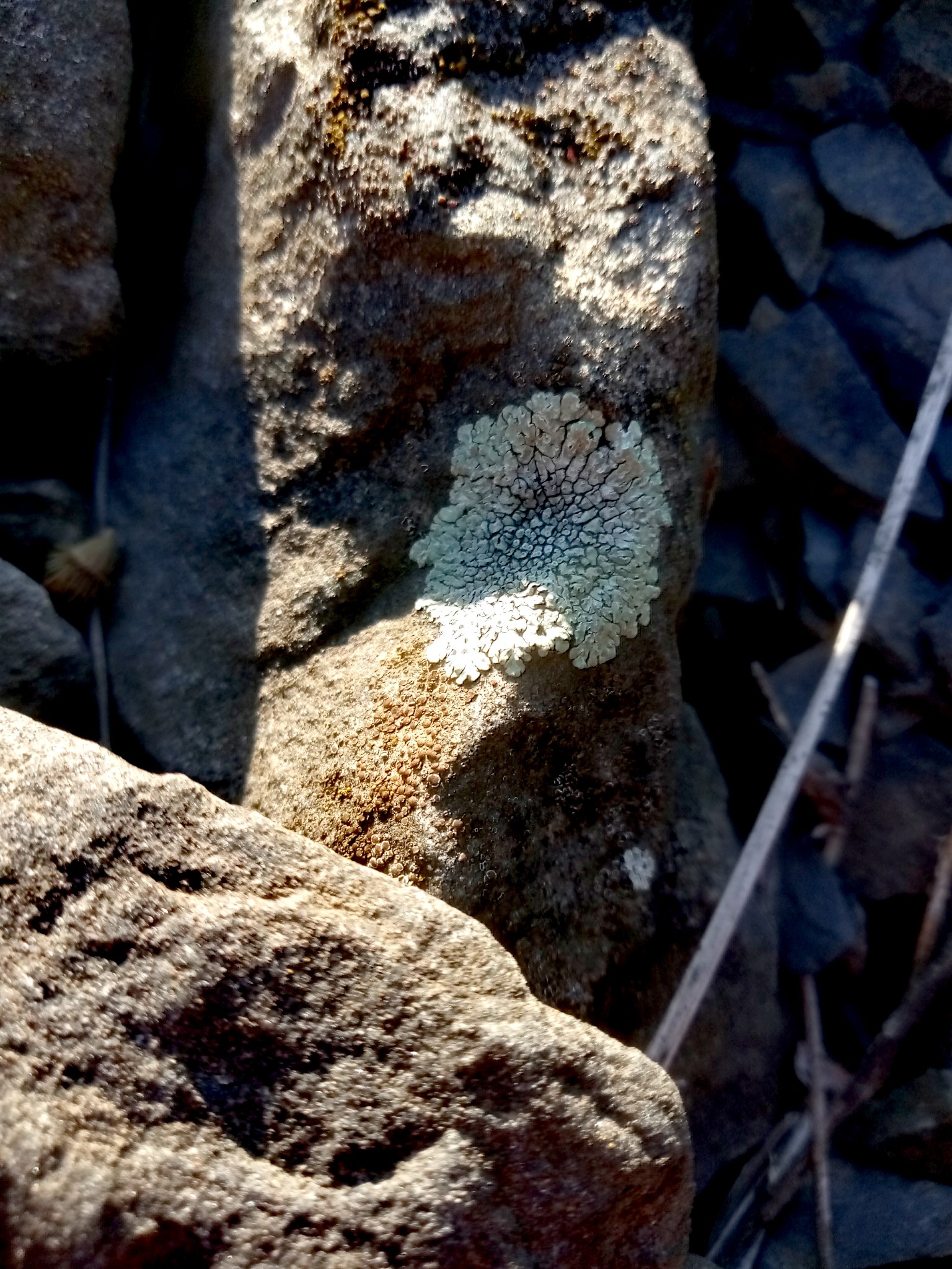 lichens on stones photo 8