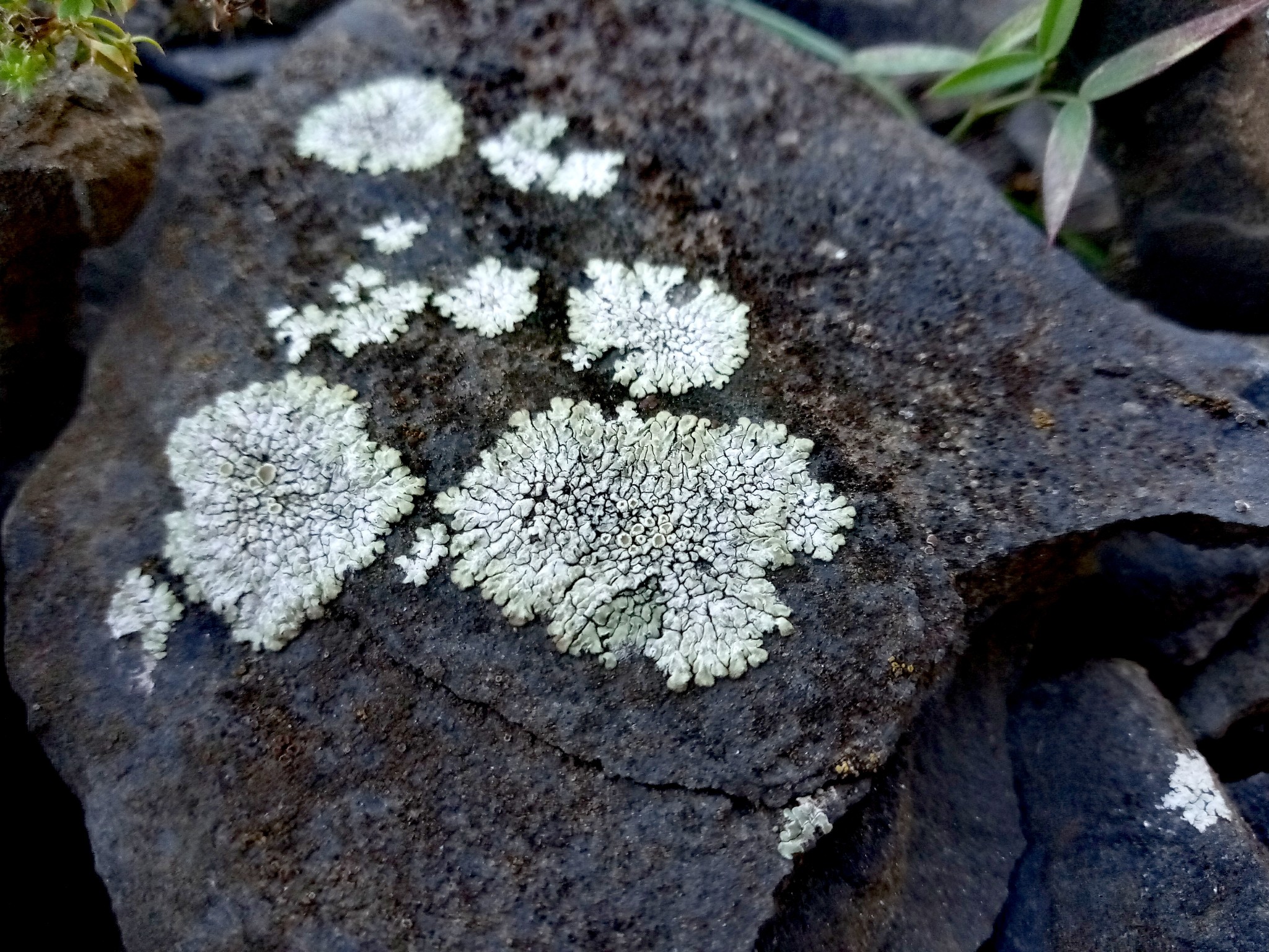 lichens on stones photo 9