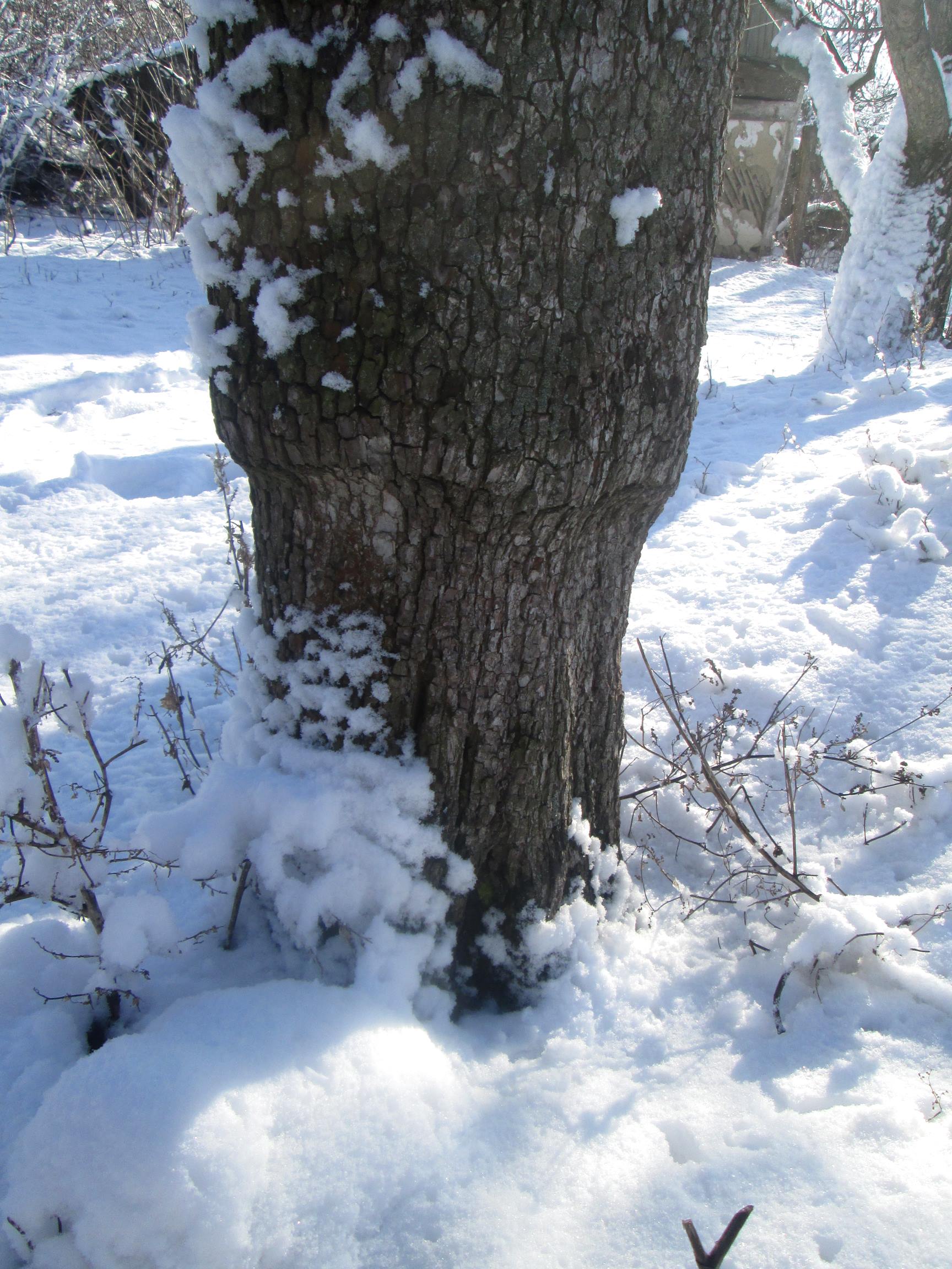 Winter trees photo 3