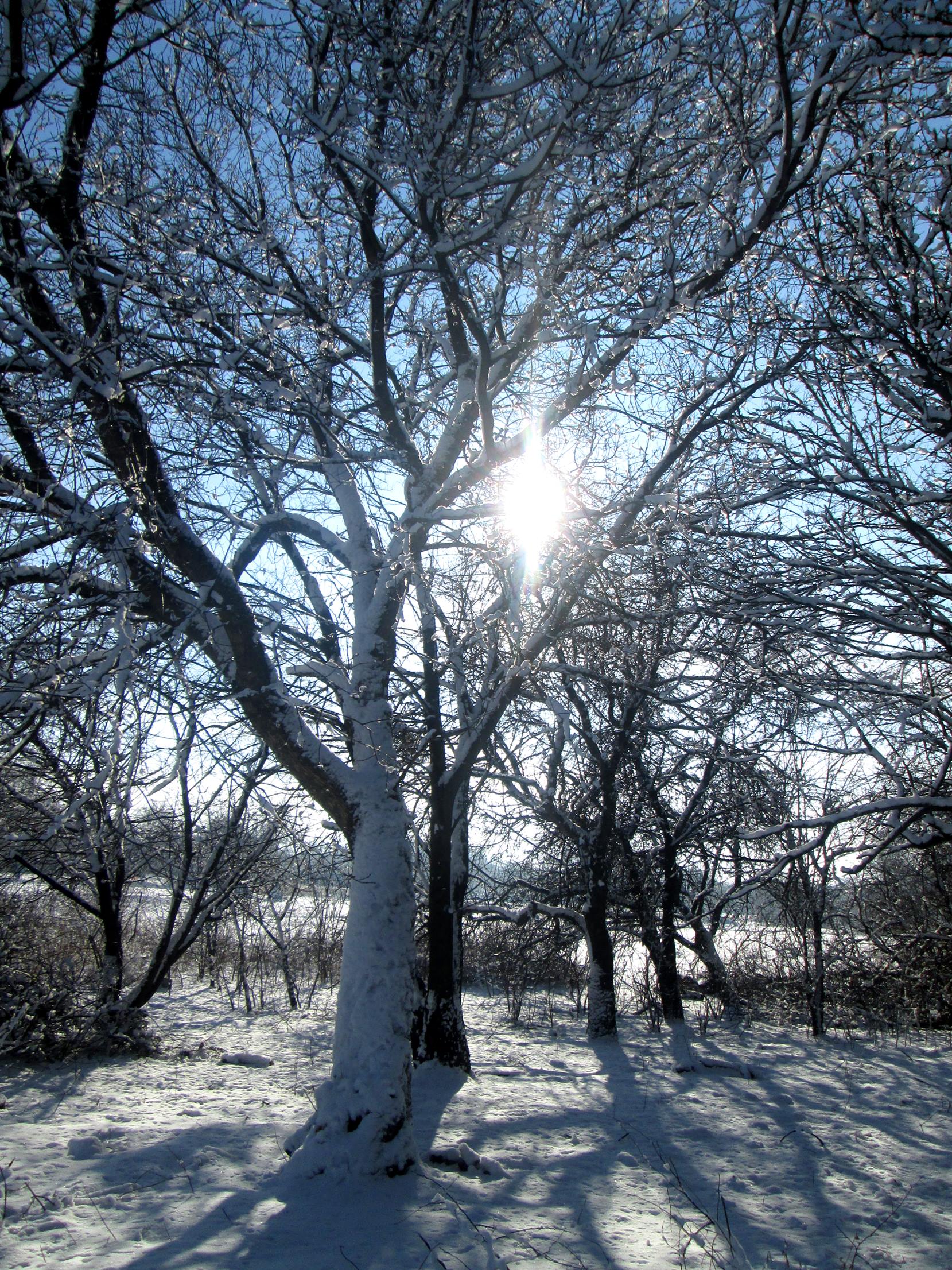 Winter trees photo 4