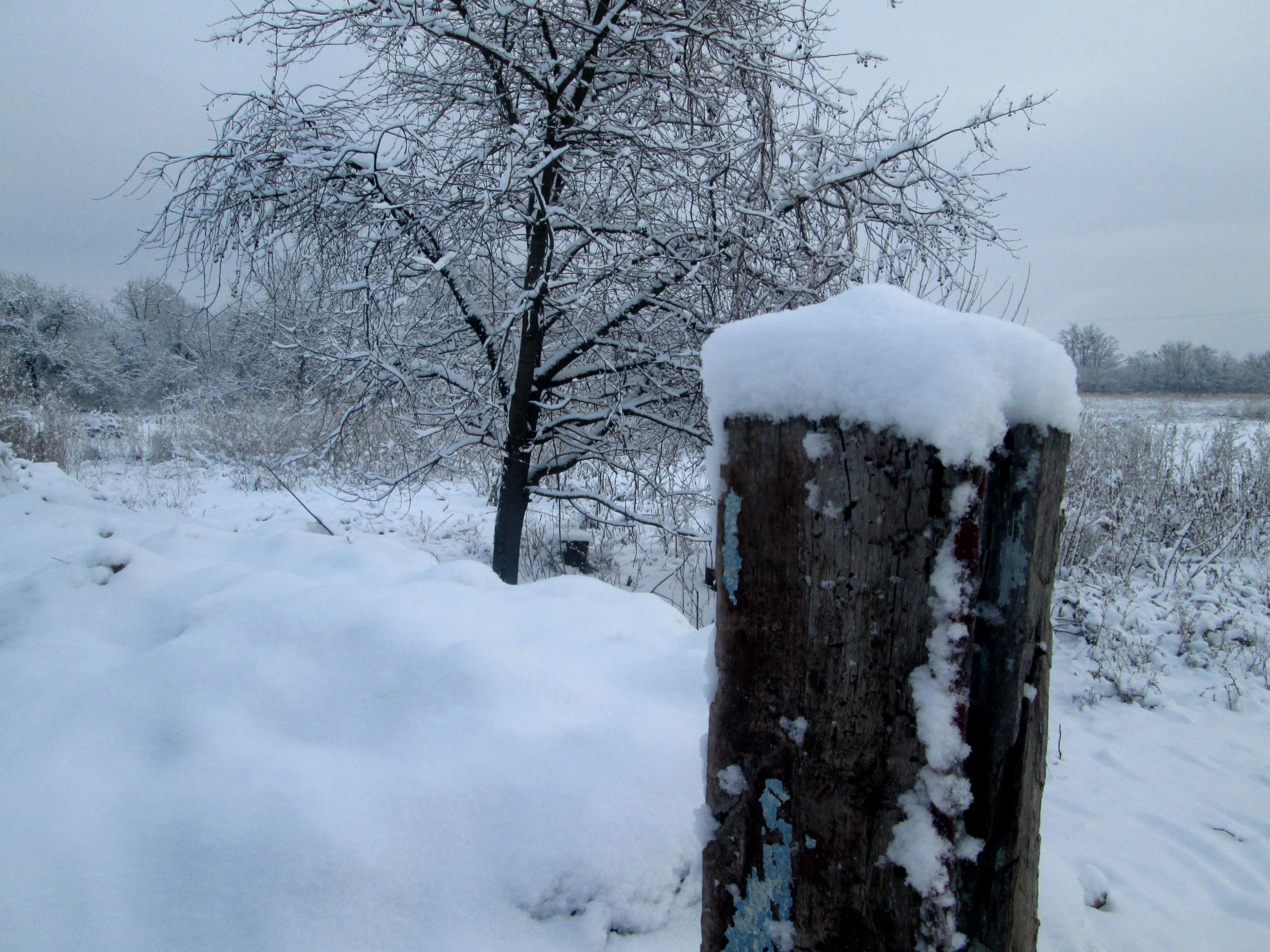 Snowfall photo