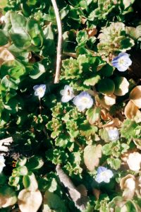 Small blue flowers photo