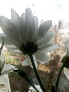 White spring flowers photo
