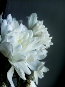 White spring flowers photo