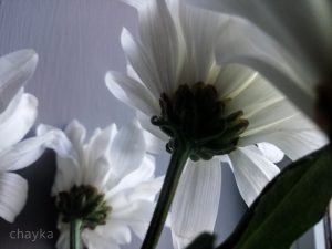 Spring white photos