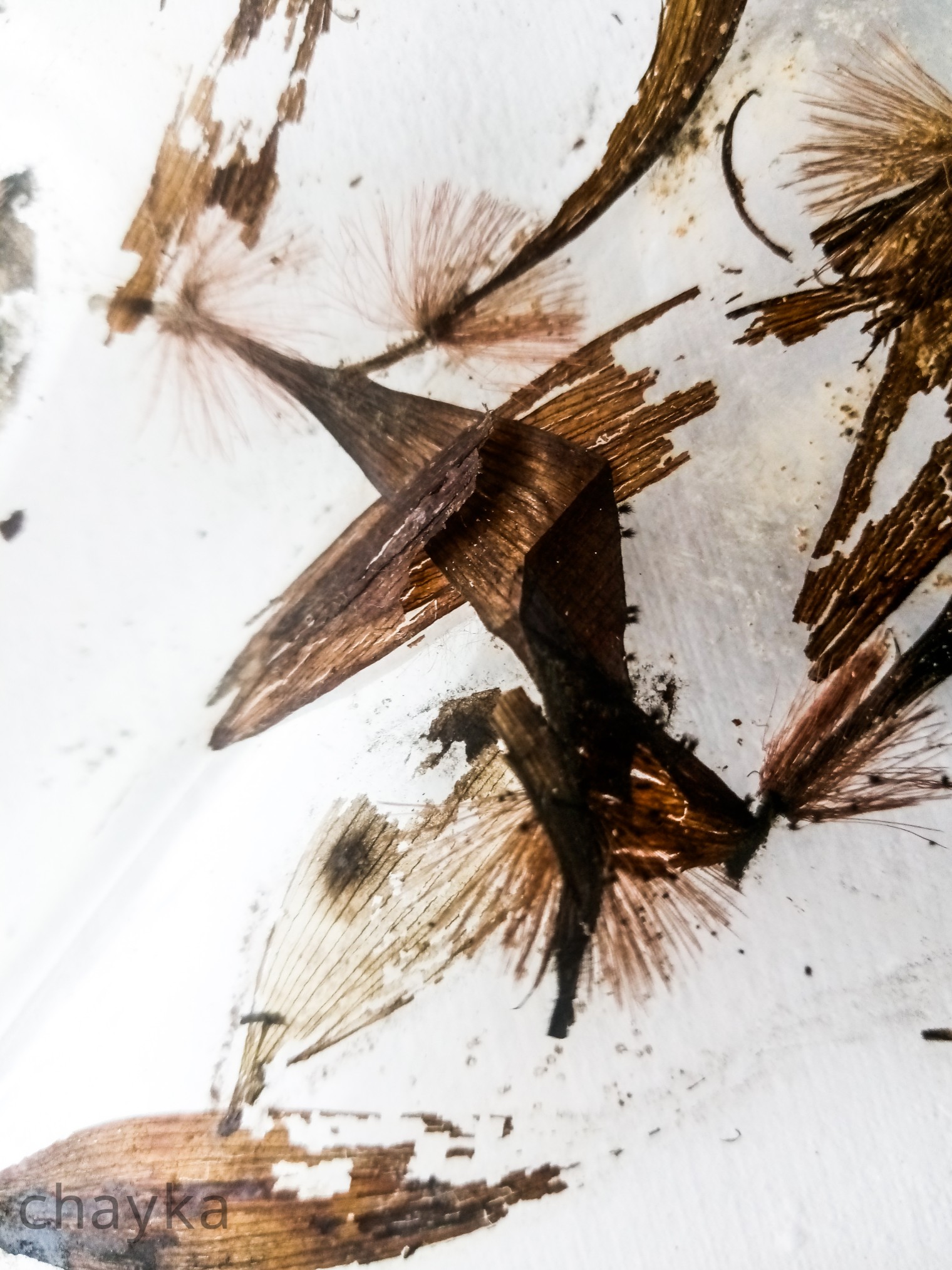 dried herbarium photo