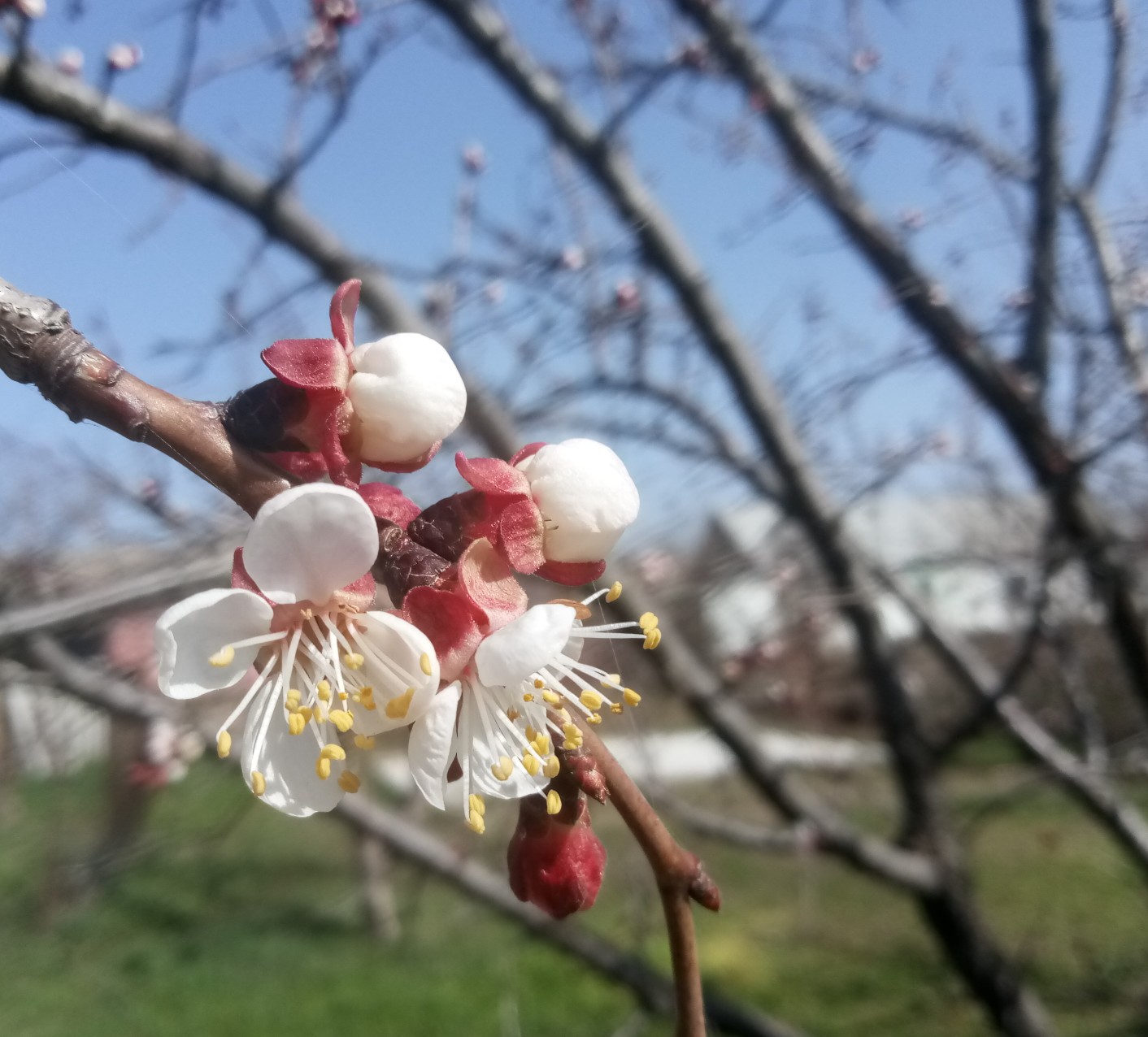 Apricot blossoms pictures 