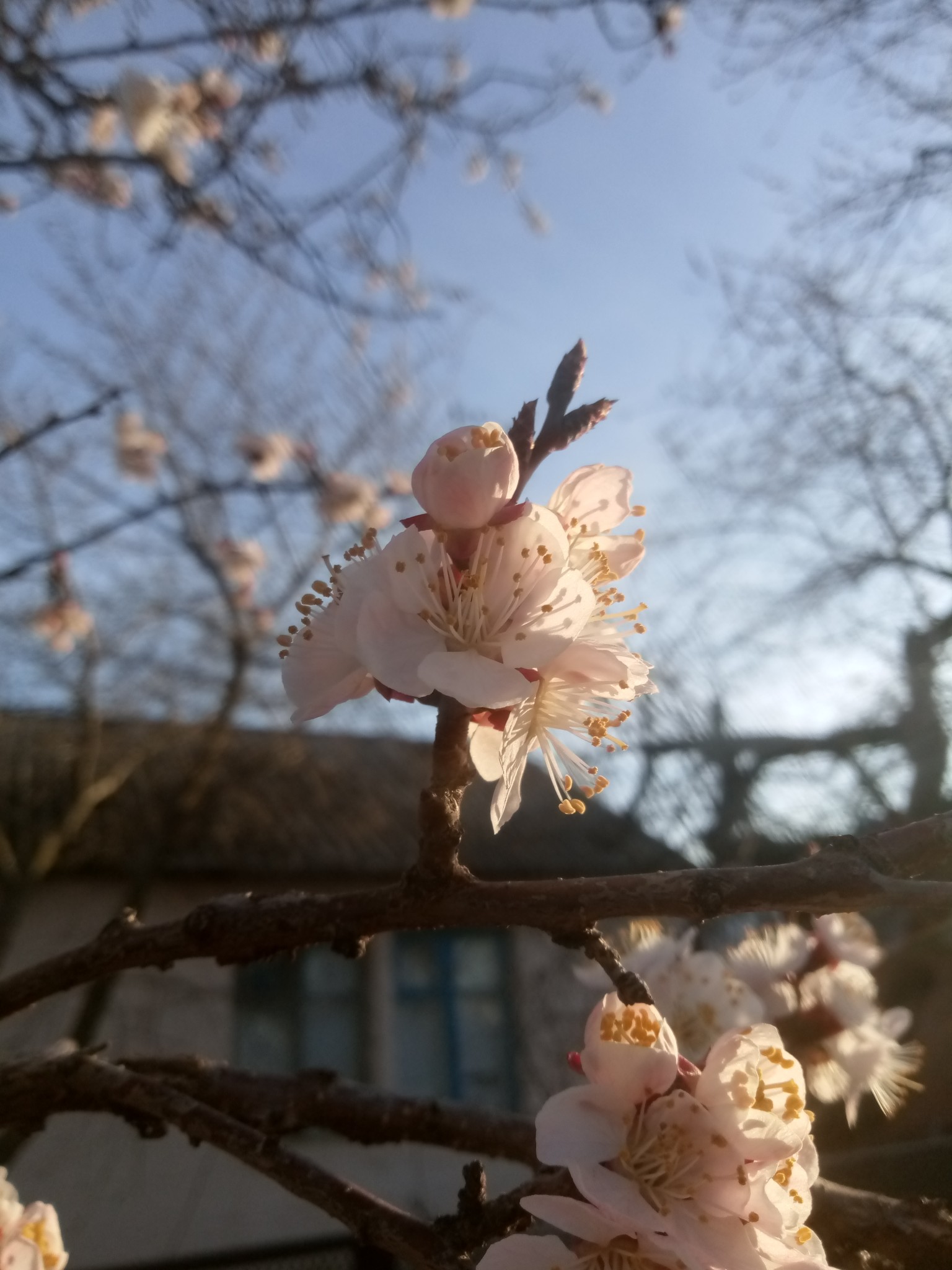Apricot blossoms 