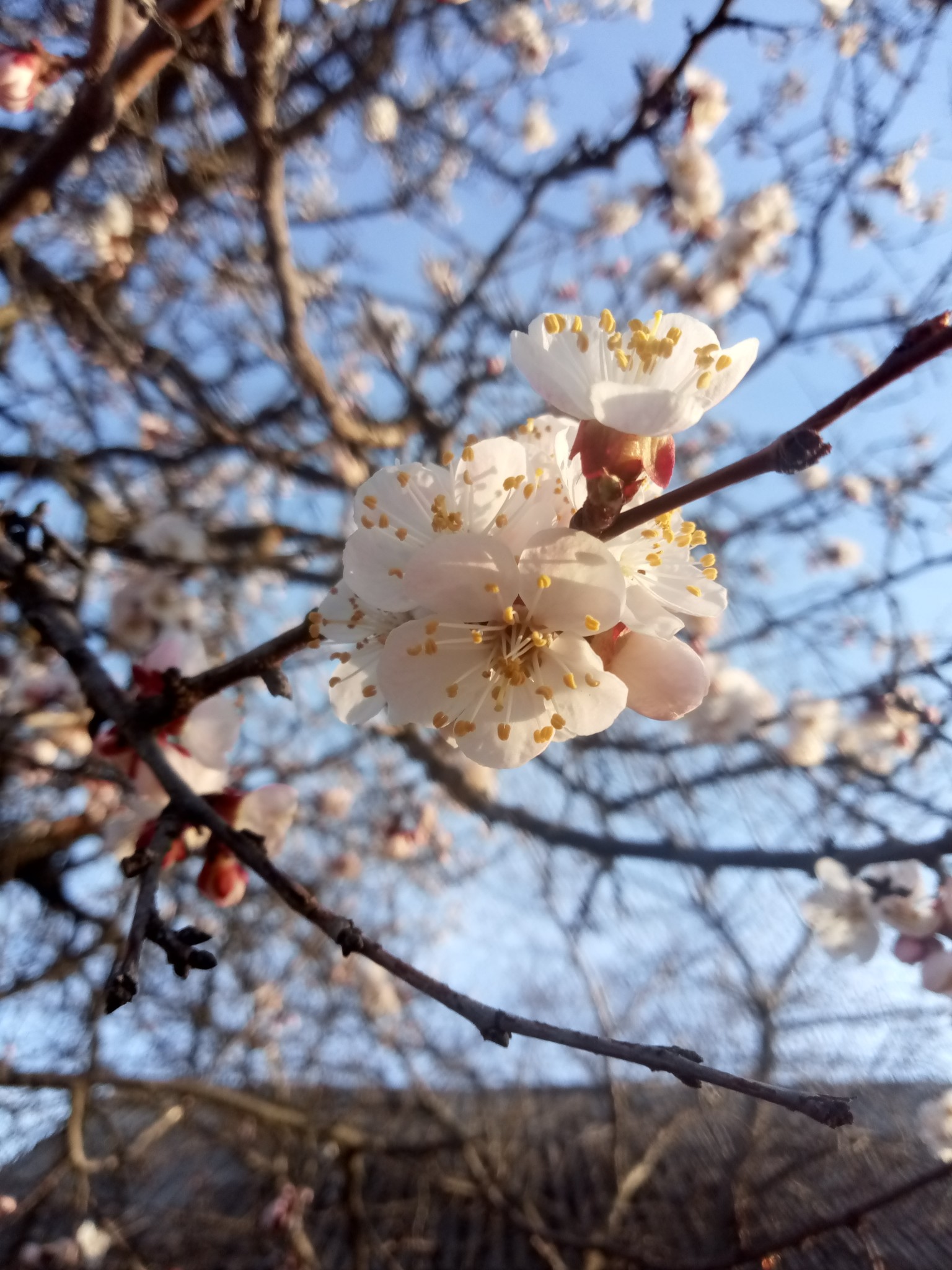 Apricot blossoms 
