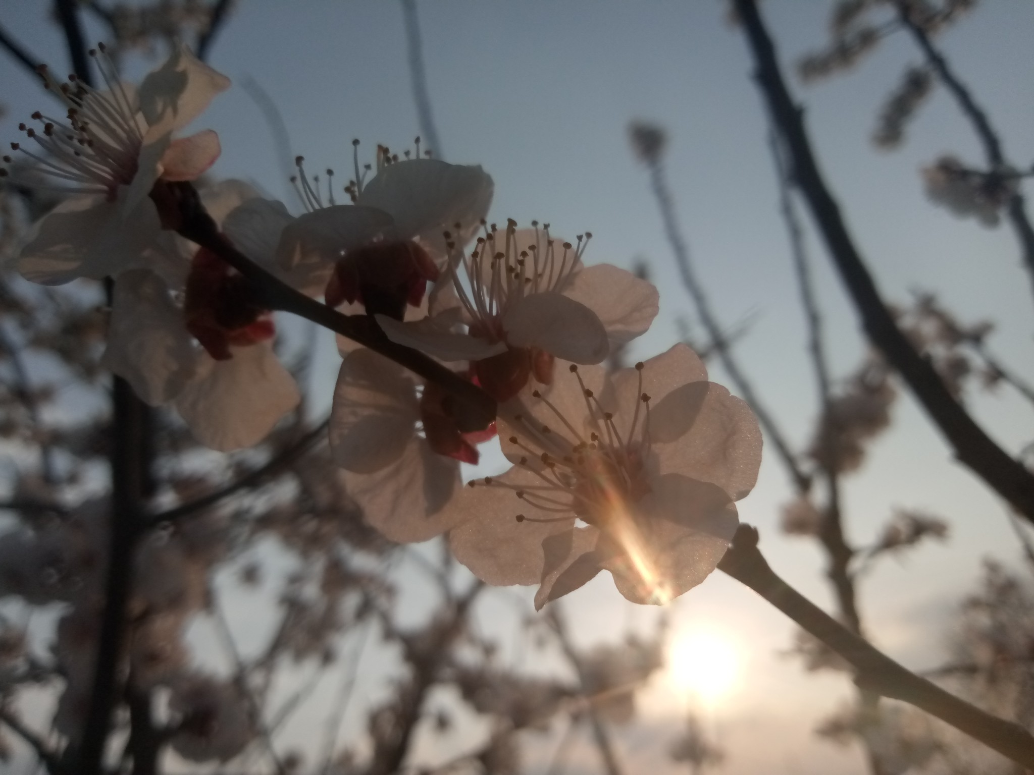 Flowering apricot tree 