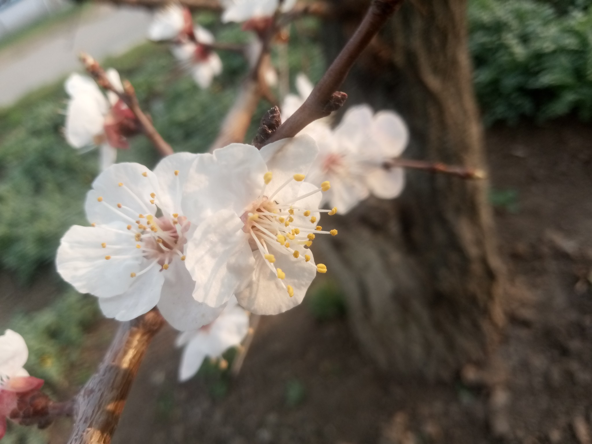 Flowering apricot tree 