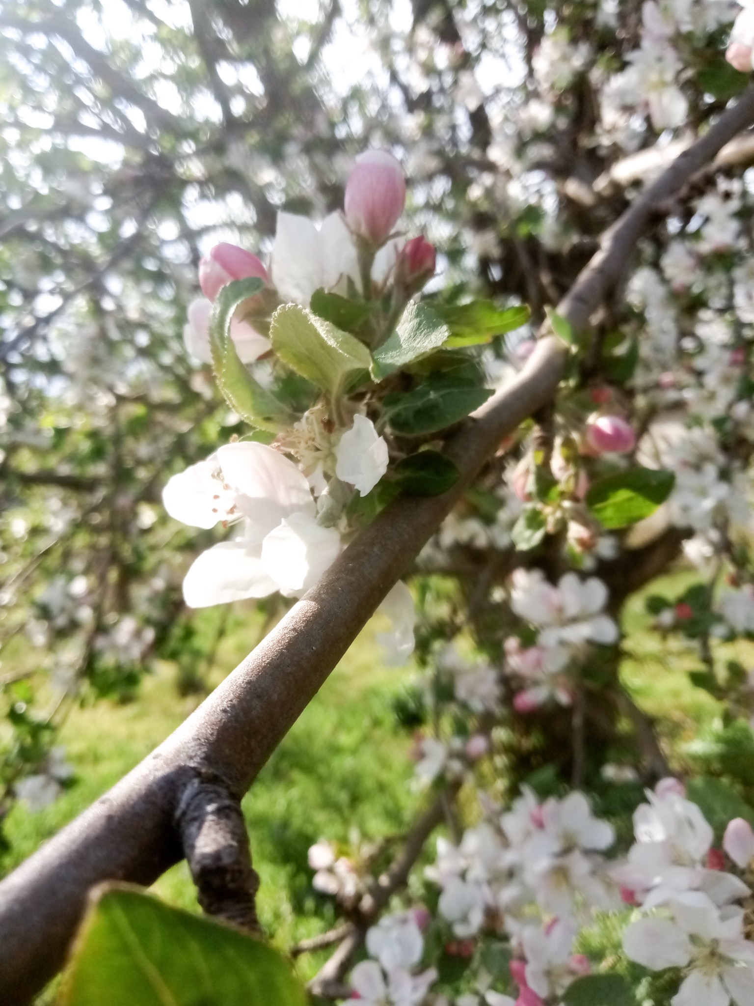flowering apple tree - beautiful photo