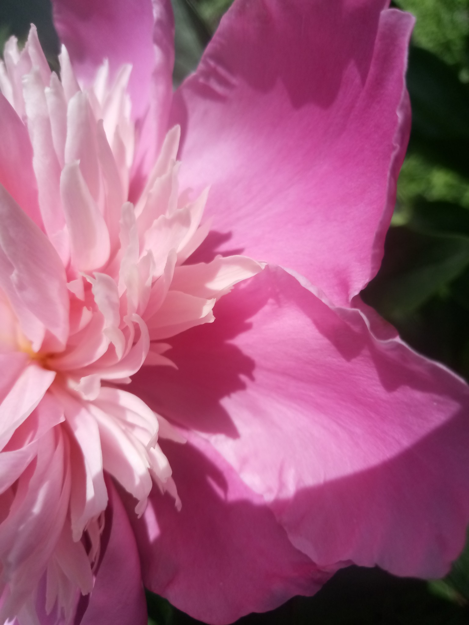 Peonies –12 beautiful photos