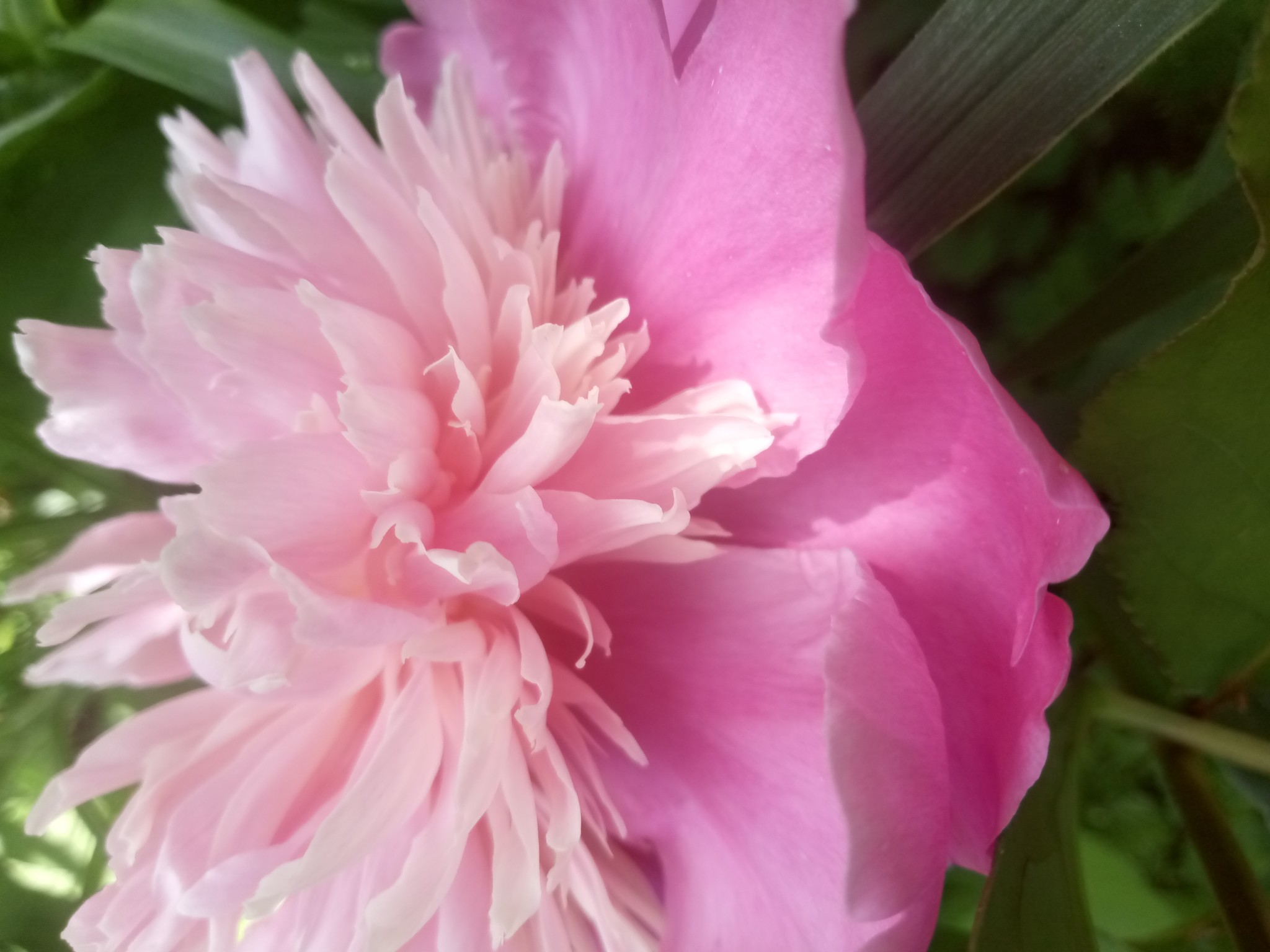 Peonies –12 beautiful photos