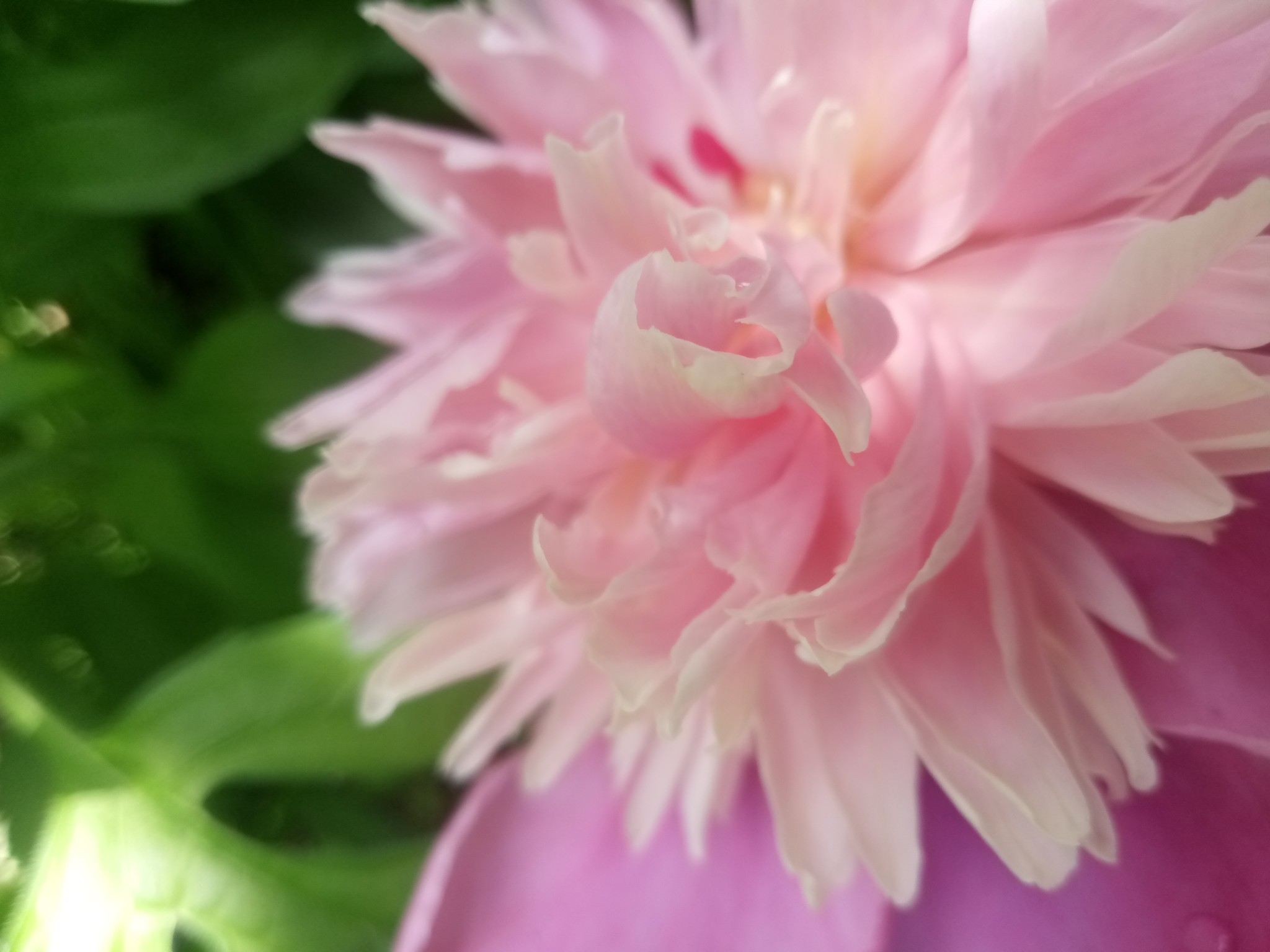 Peonies –12 beautiful photos