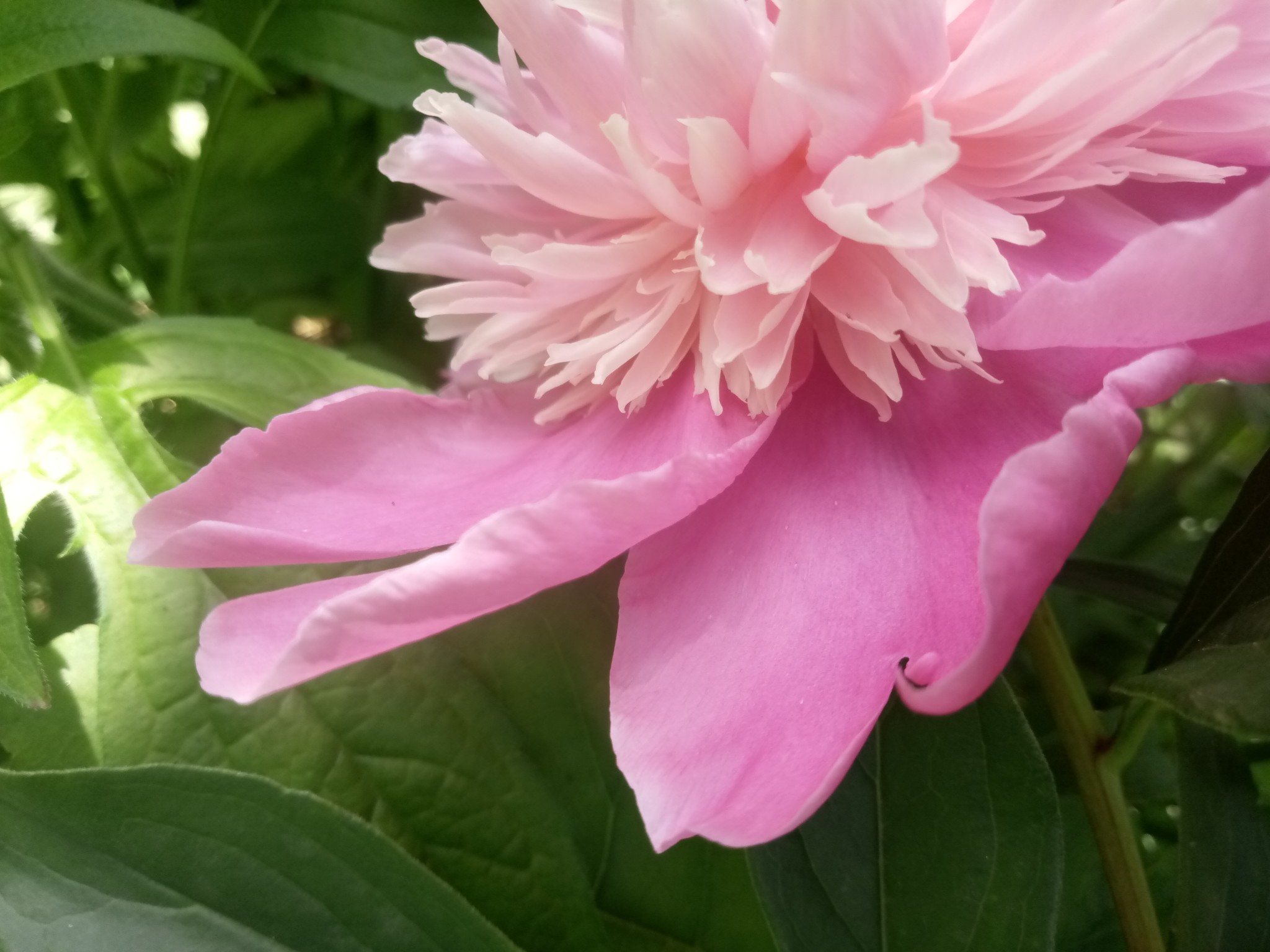 Peonies –12 beautiful photos