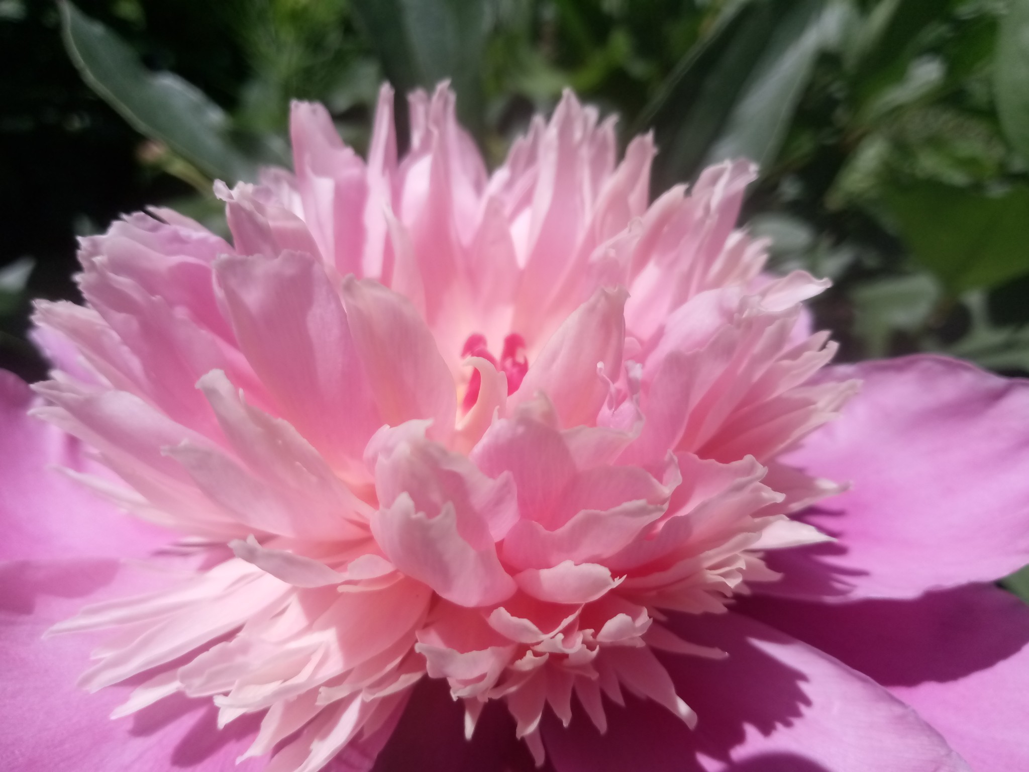 Peonies –12 beautiful photos