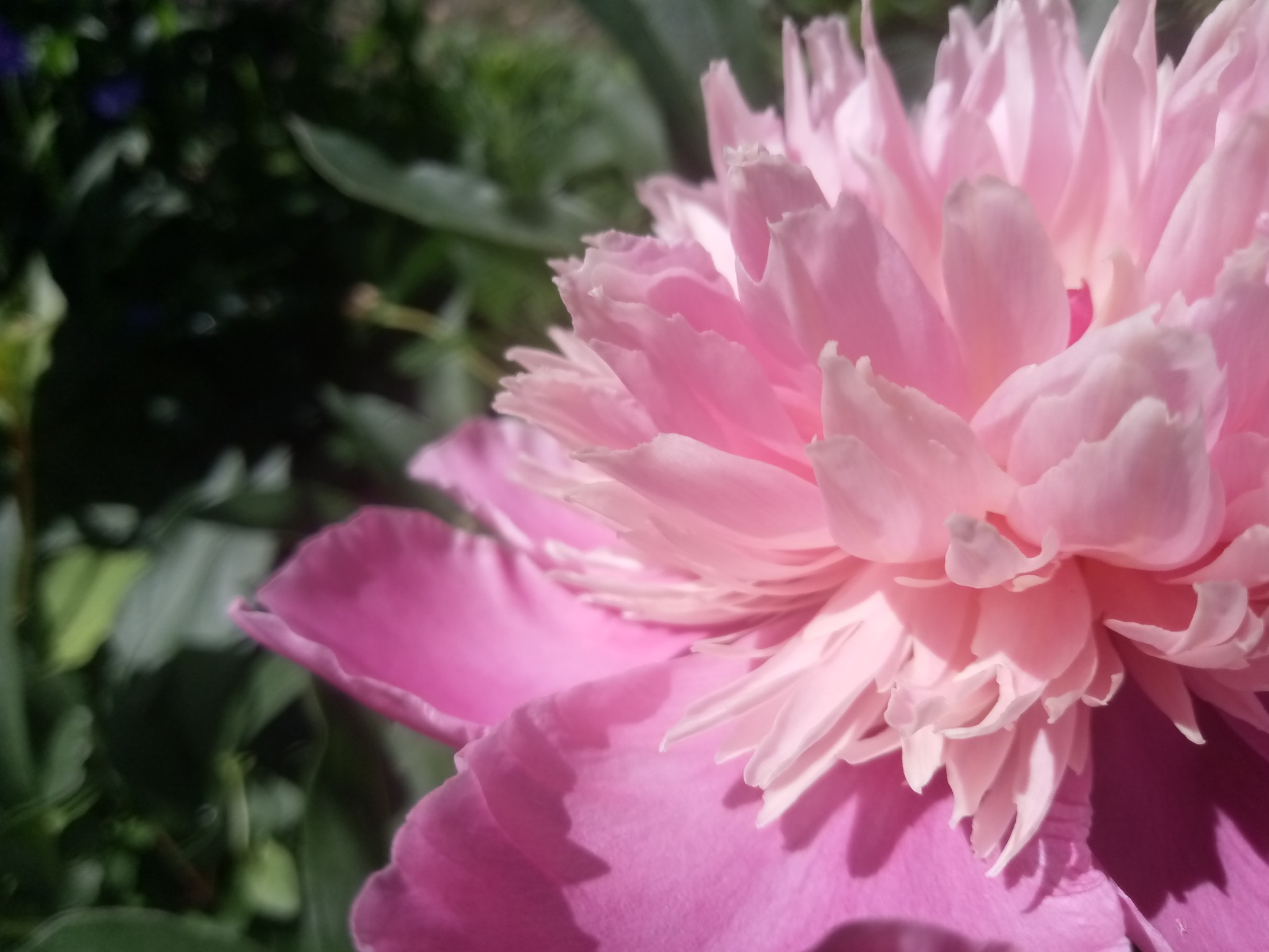 Peonies –12 beautiful photos